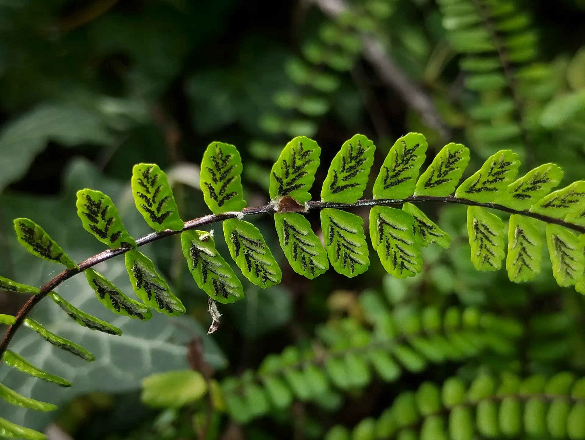 img/asplenium-quadrivalens-7.webp