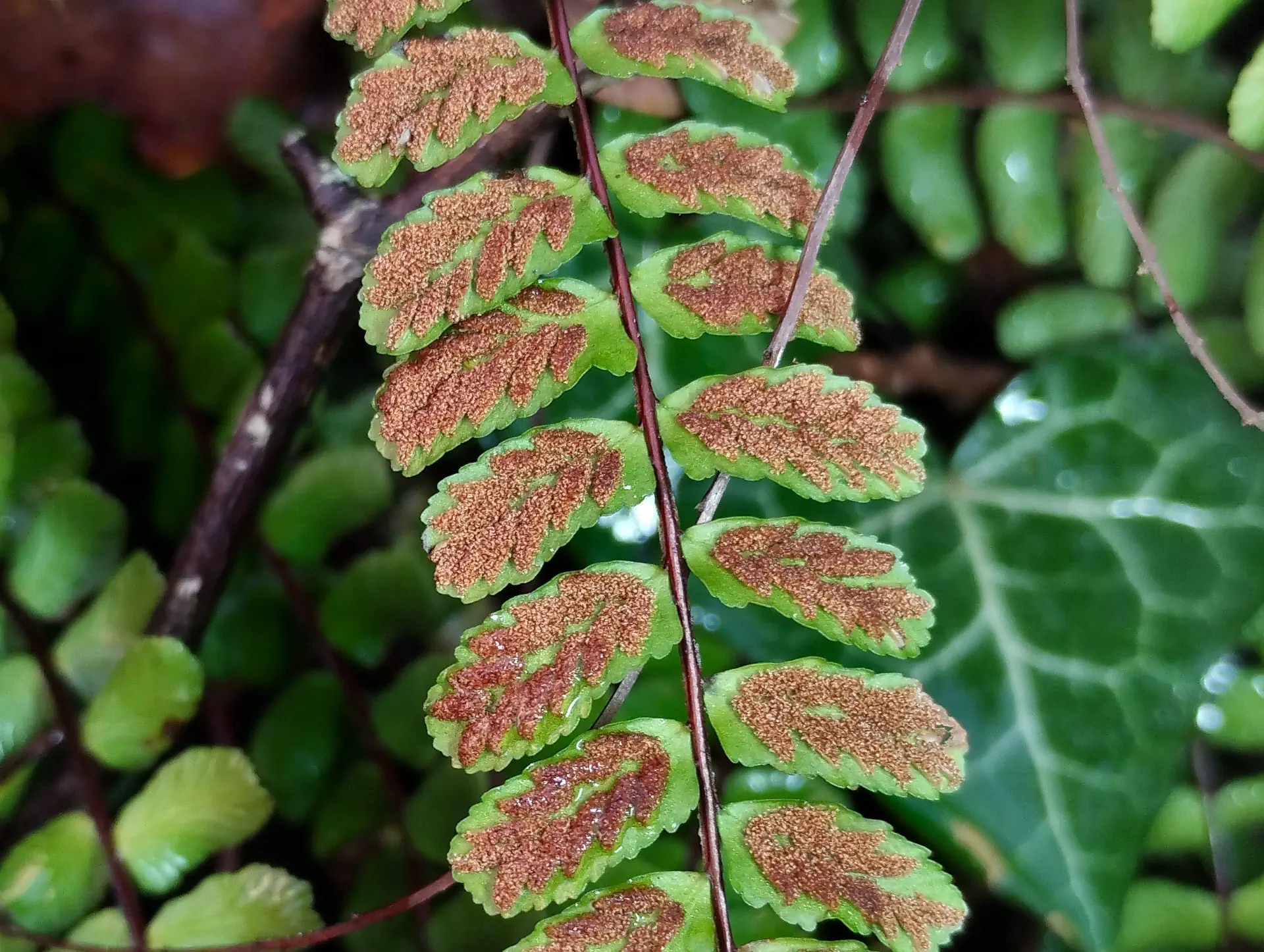 img/asplenium-quadrivalens-8.webp