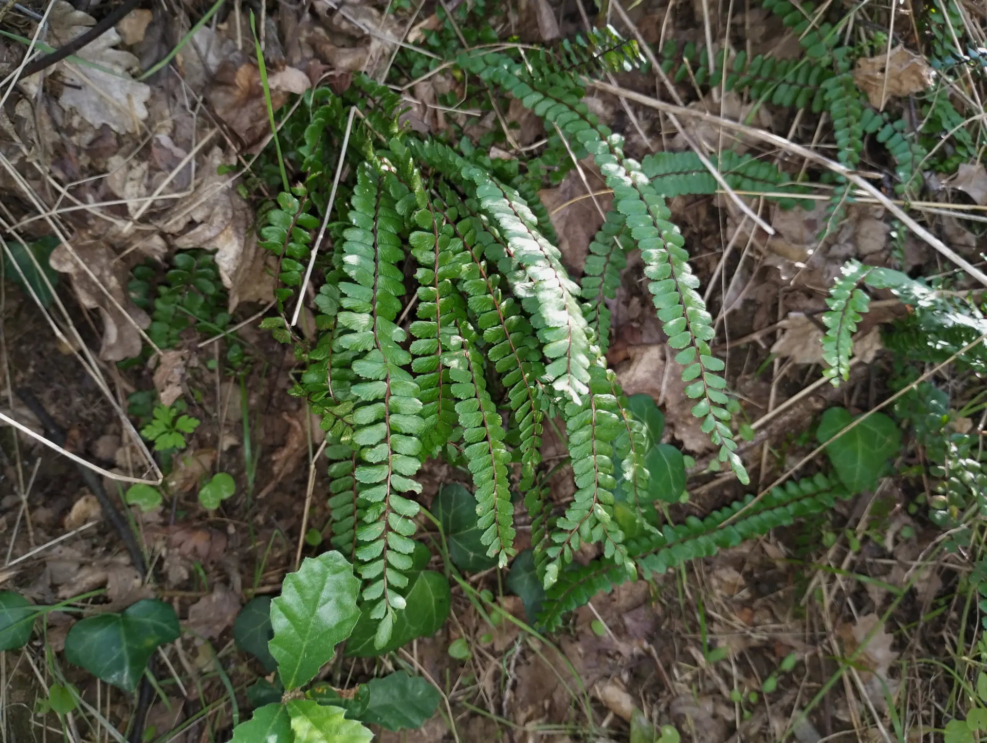 img/asplenium-quadrivalens-9.webp