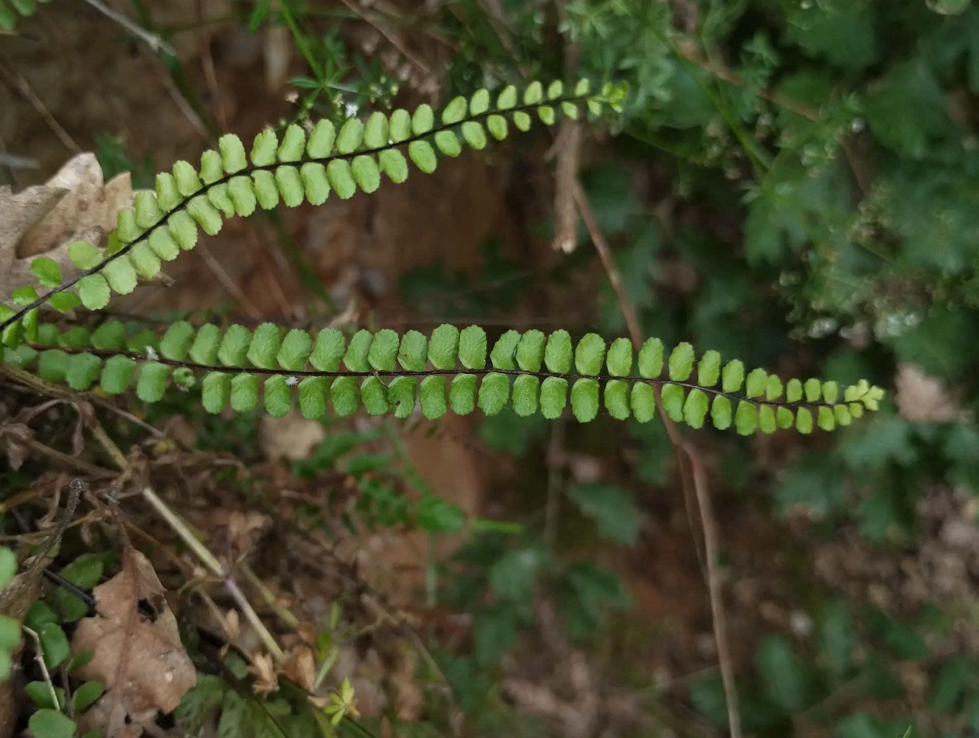 img/asplenium-quadrivalens.webp