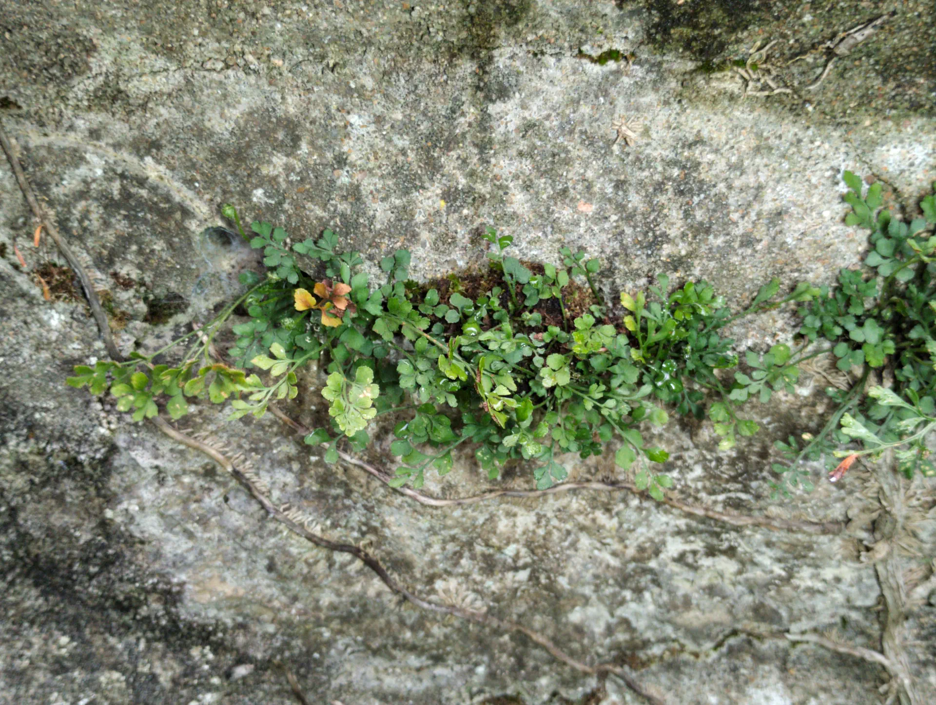 img/asplenium-ruta-muraria-10.webp