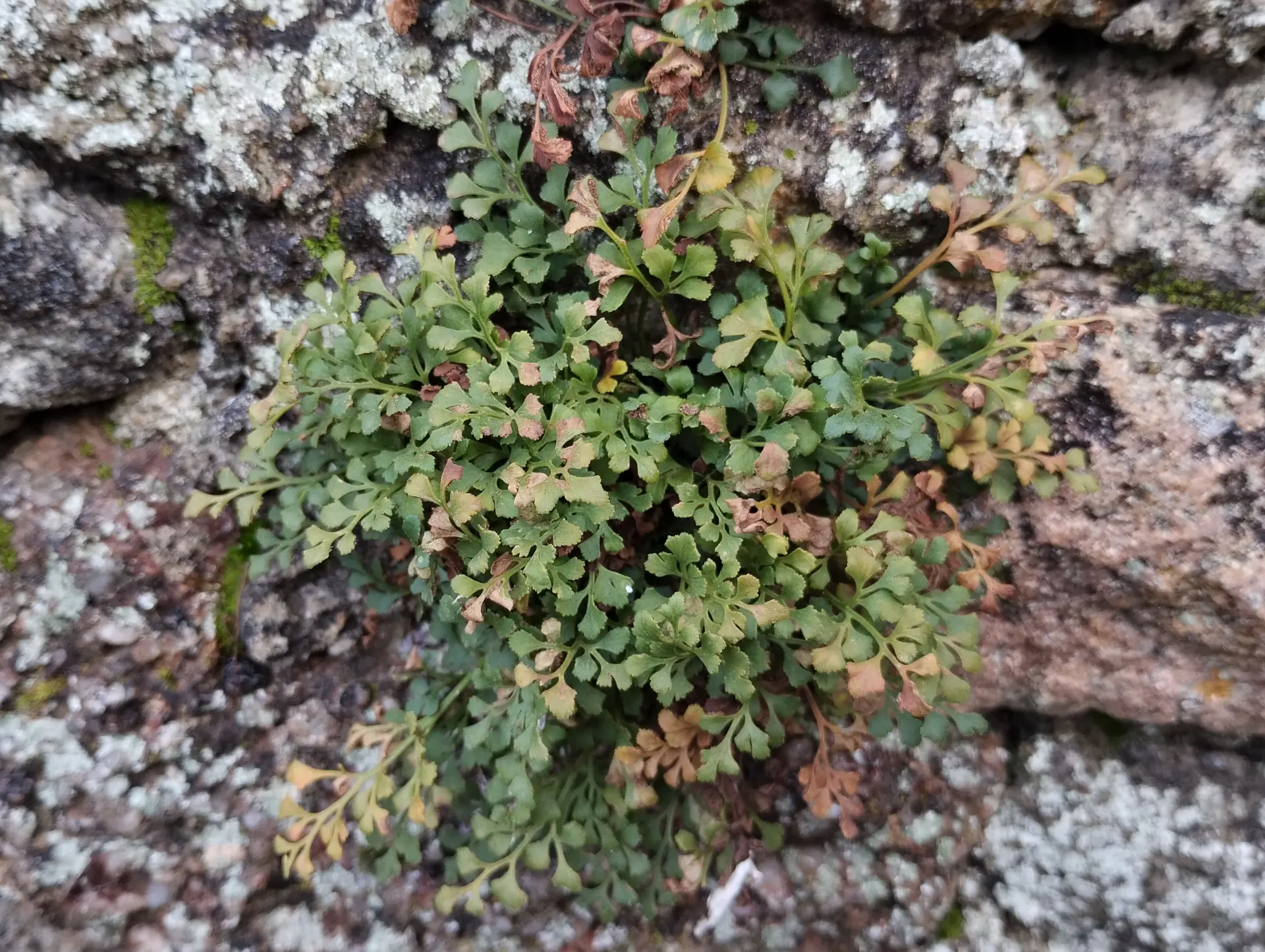 img/asplenium-ruta-muraria-2.webp
