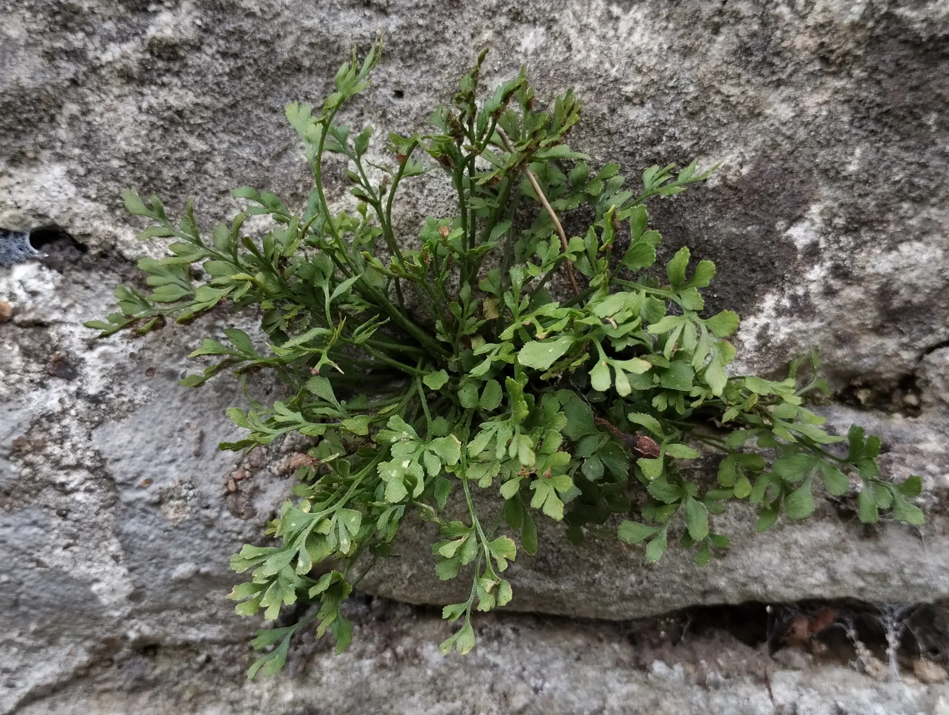 img/asplenium-ruta-muraria-3.webp