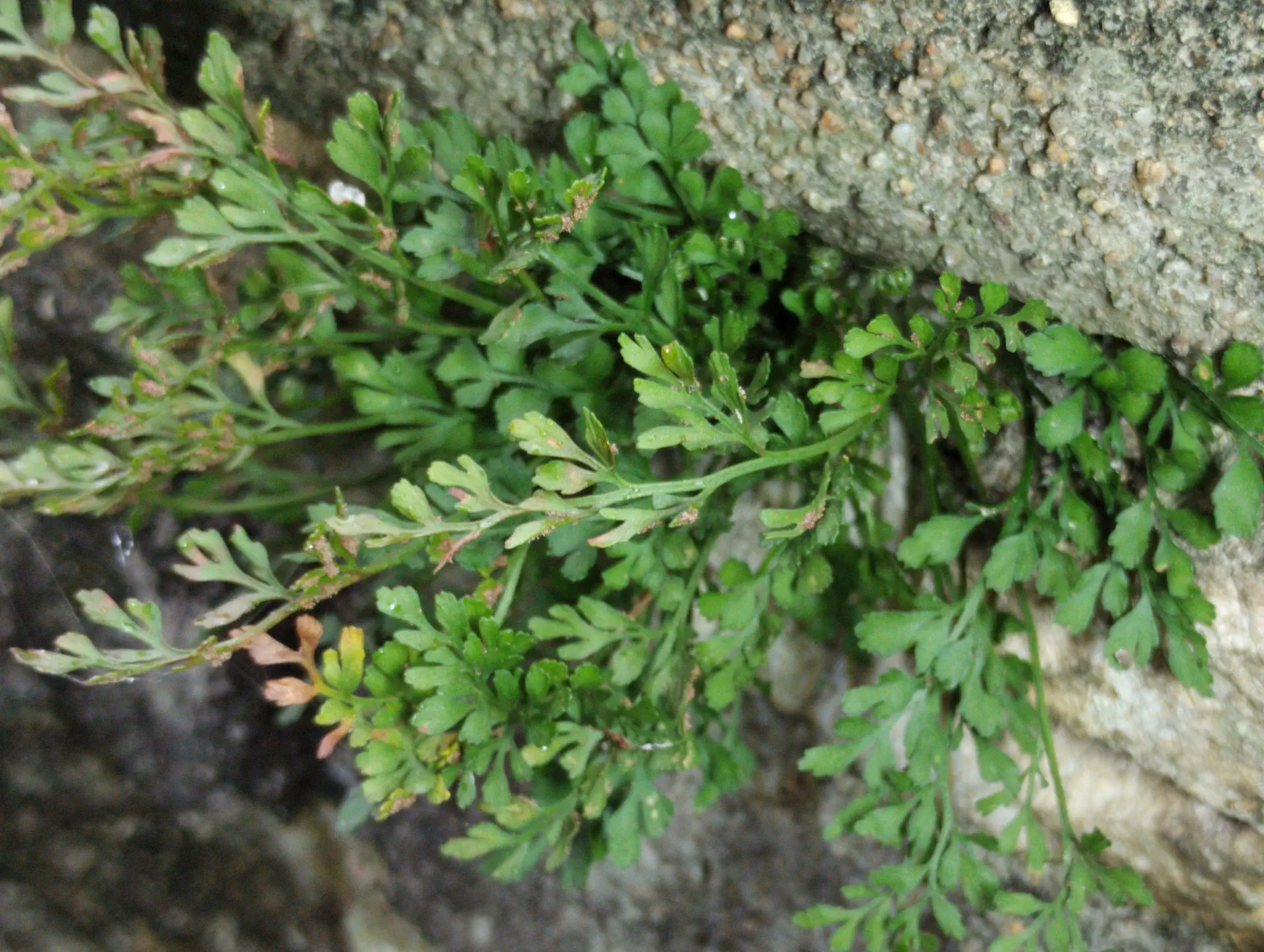 img/asplenium-ruta-muraria-4.webp