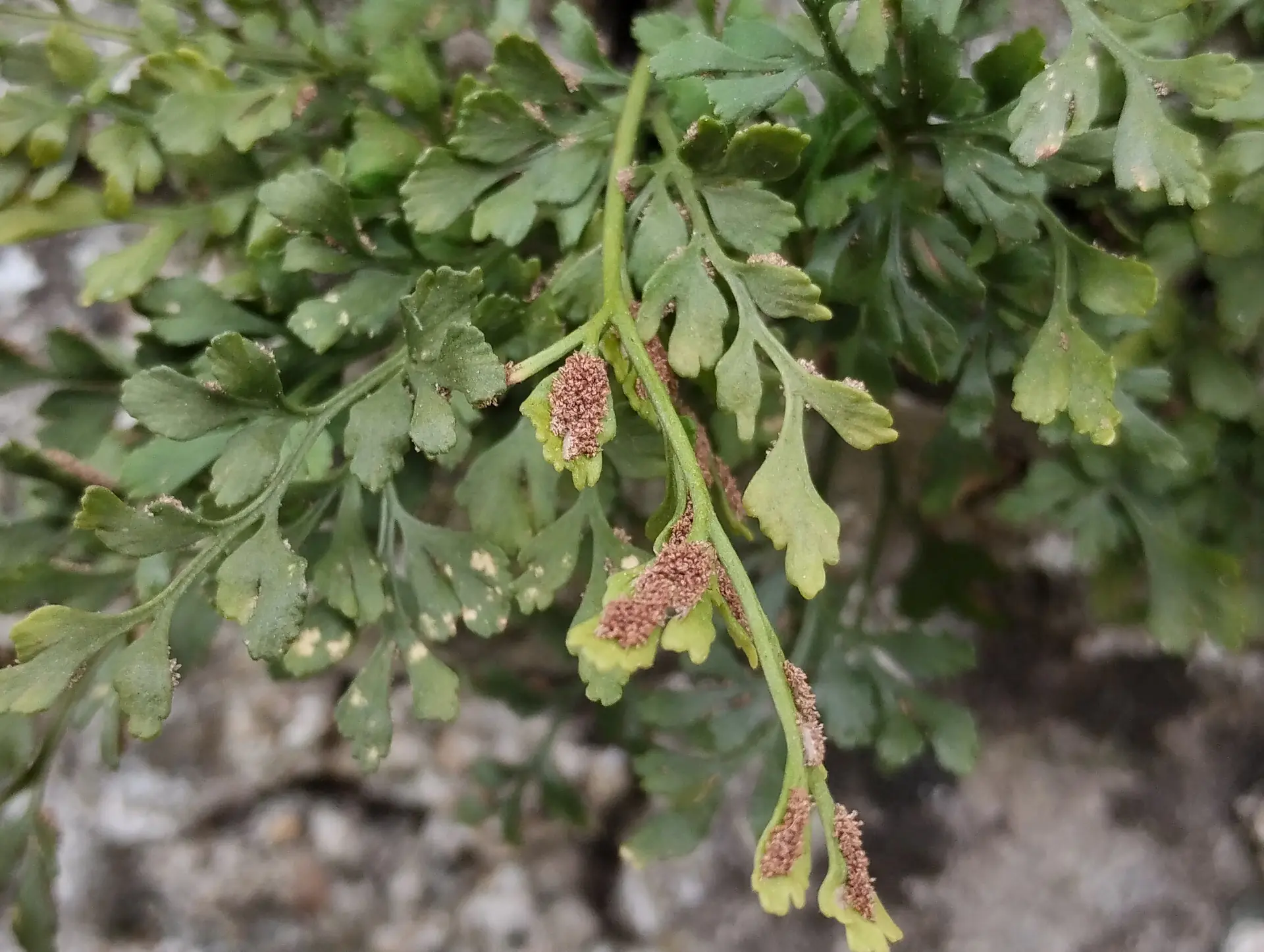 img/asplenium-ruta-muraria-5.webp