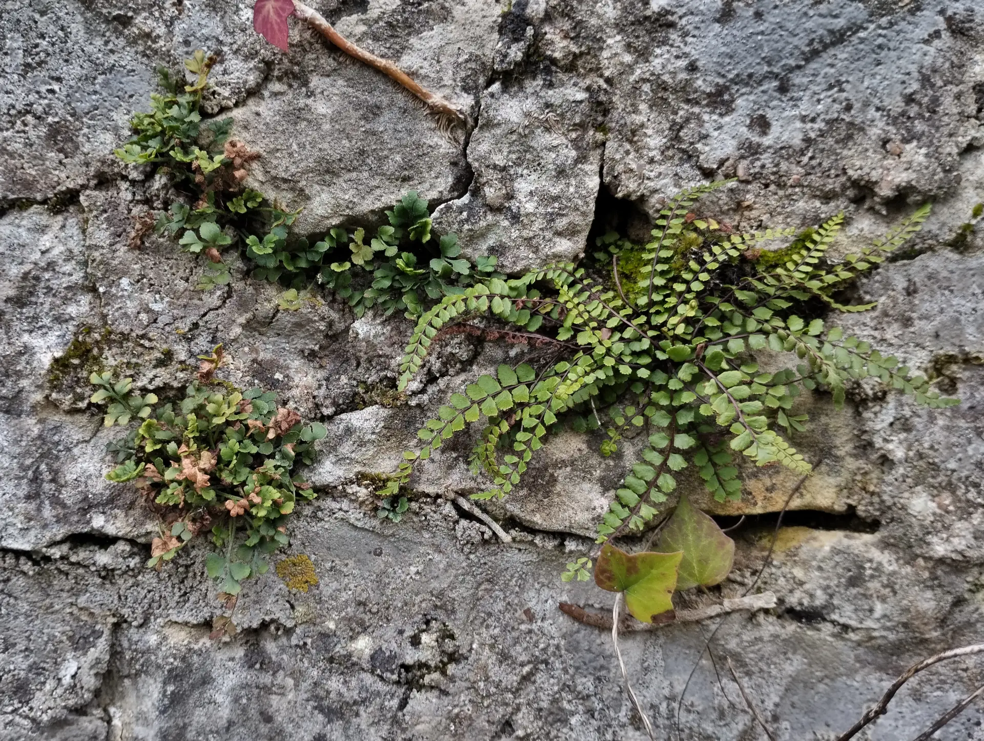 img/asplenium-ruta-muraria-6.webp