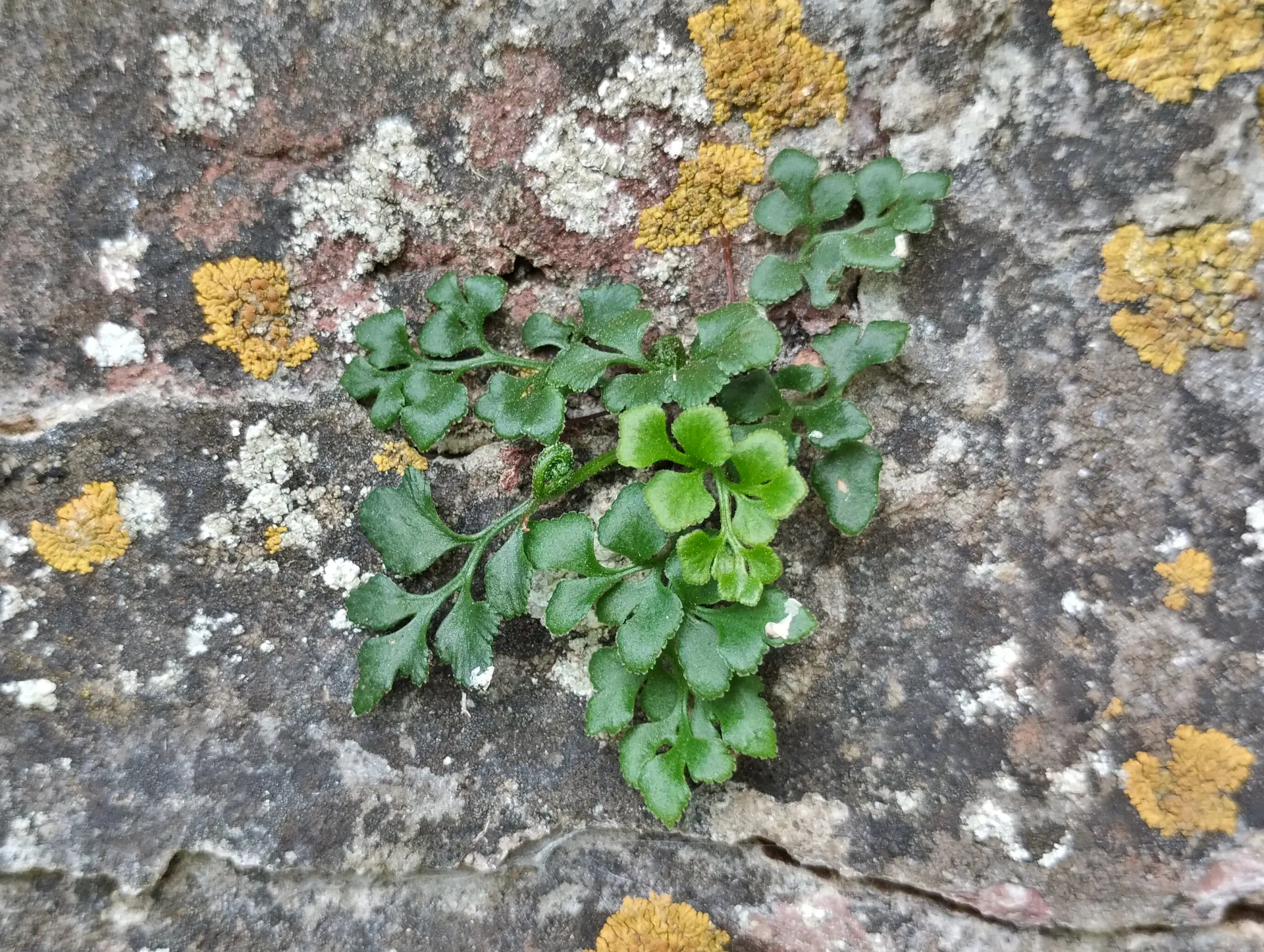 img/asplenium-ruta-muraria-7.webp