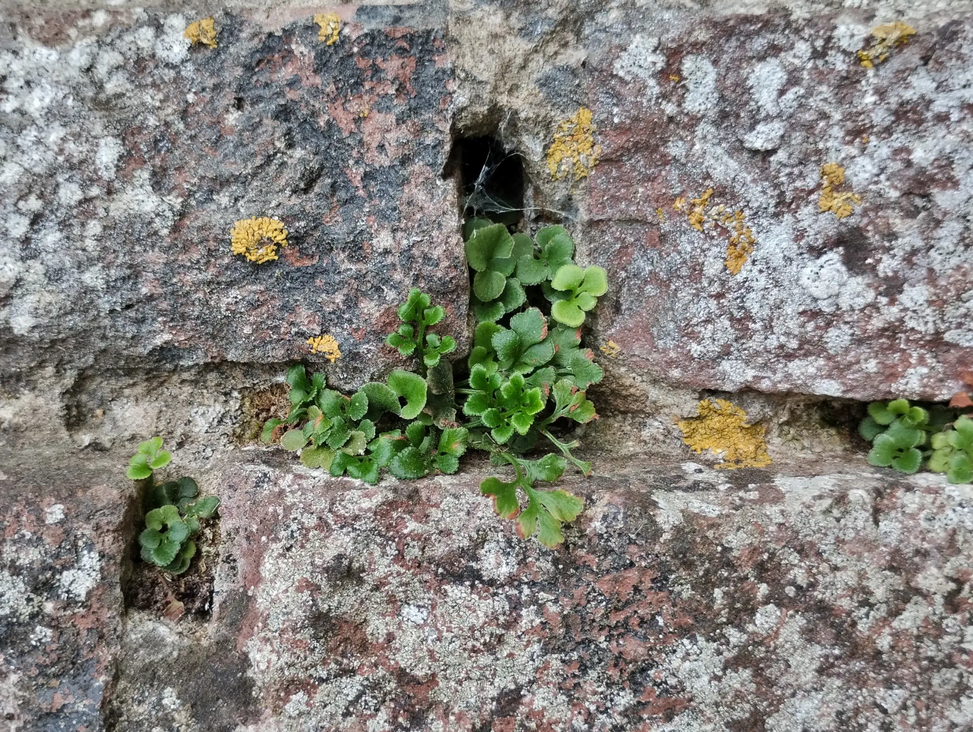 img/asplenium-ruta-muraria-8.webp