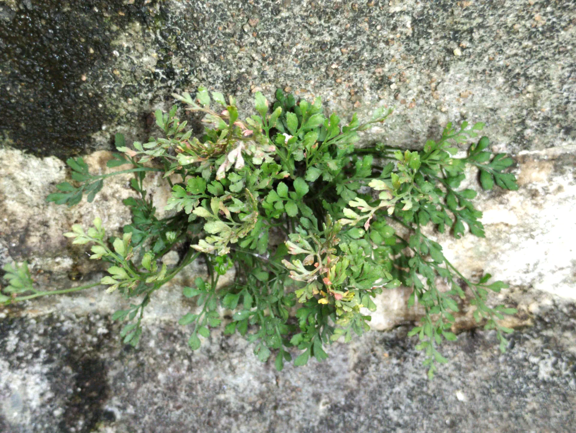 img/asplenium-ruta-muraria-9.webp