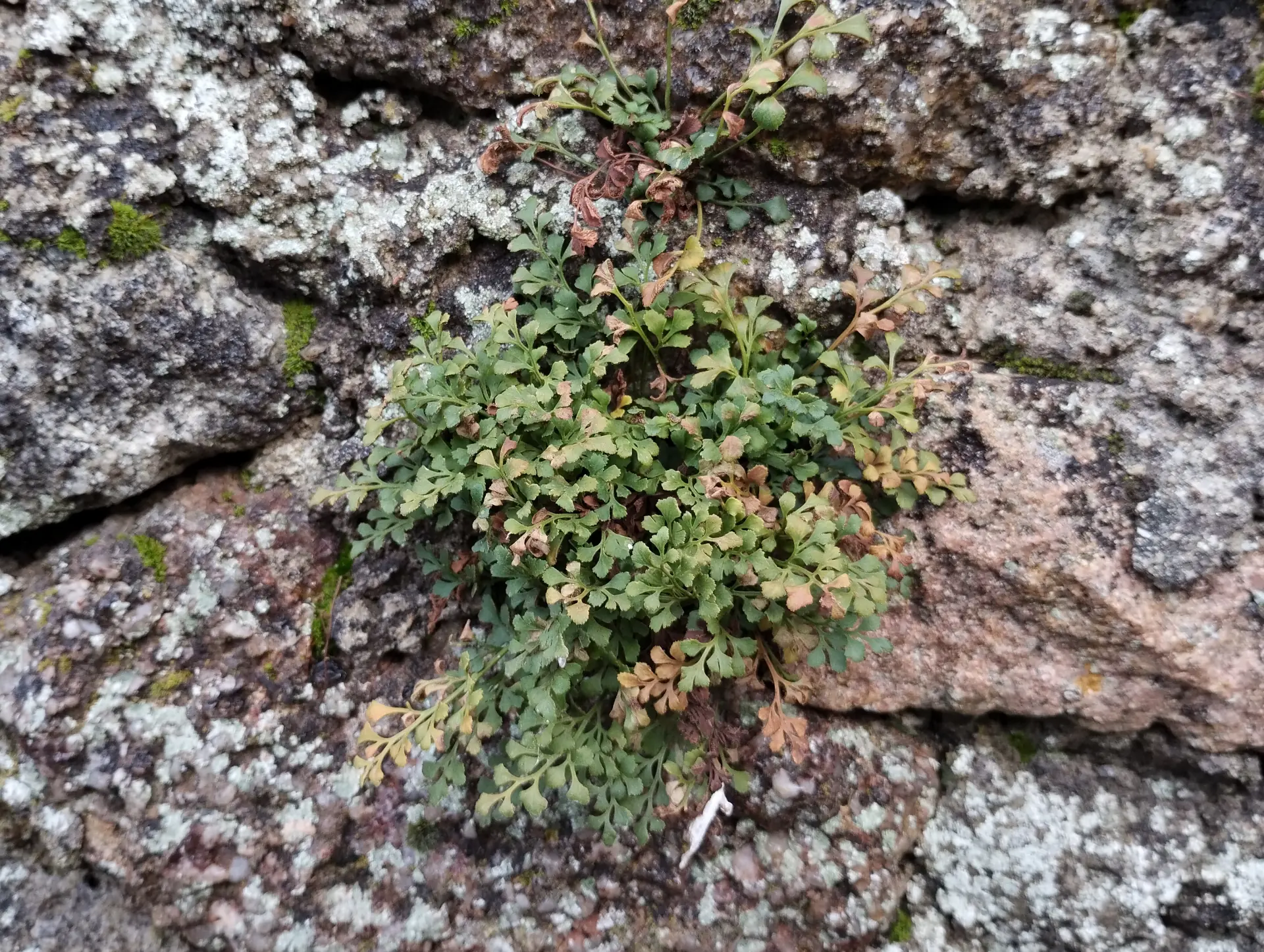 img/asplenium-ruta-muraria.webp
