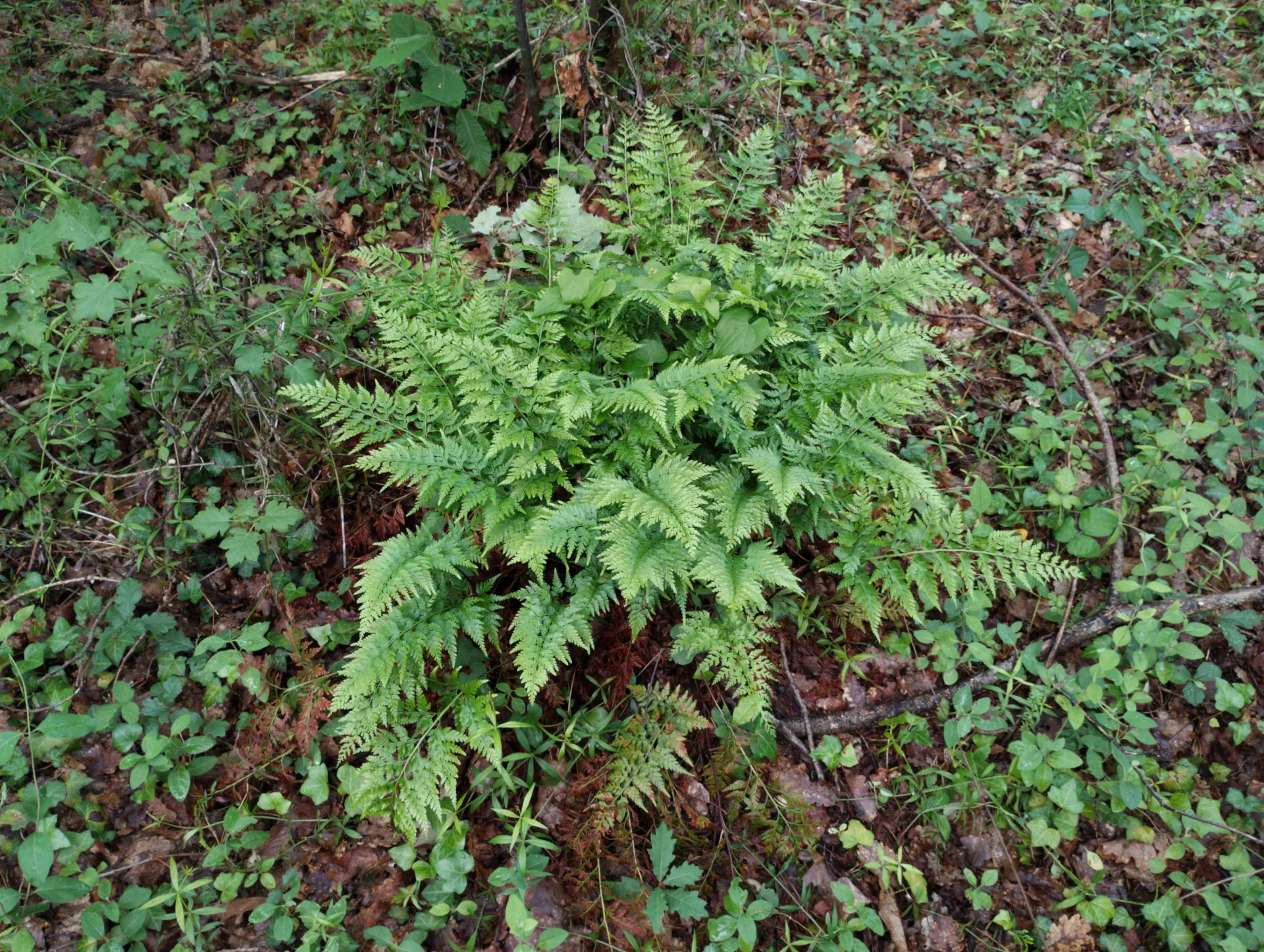 img/asplenium-ticinense-2.webp