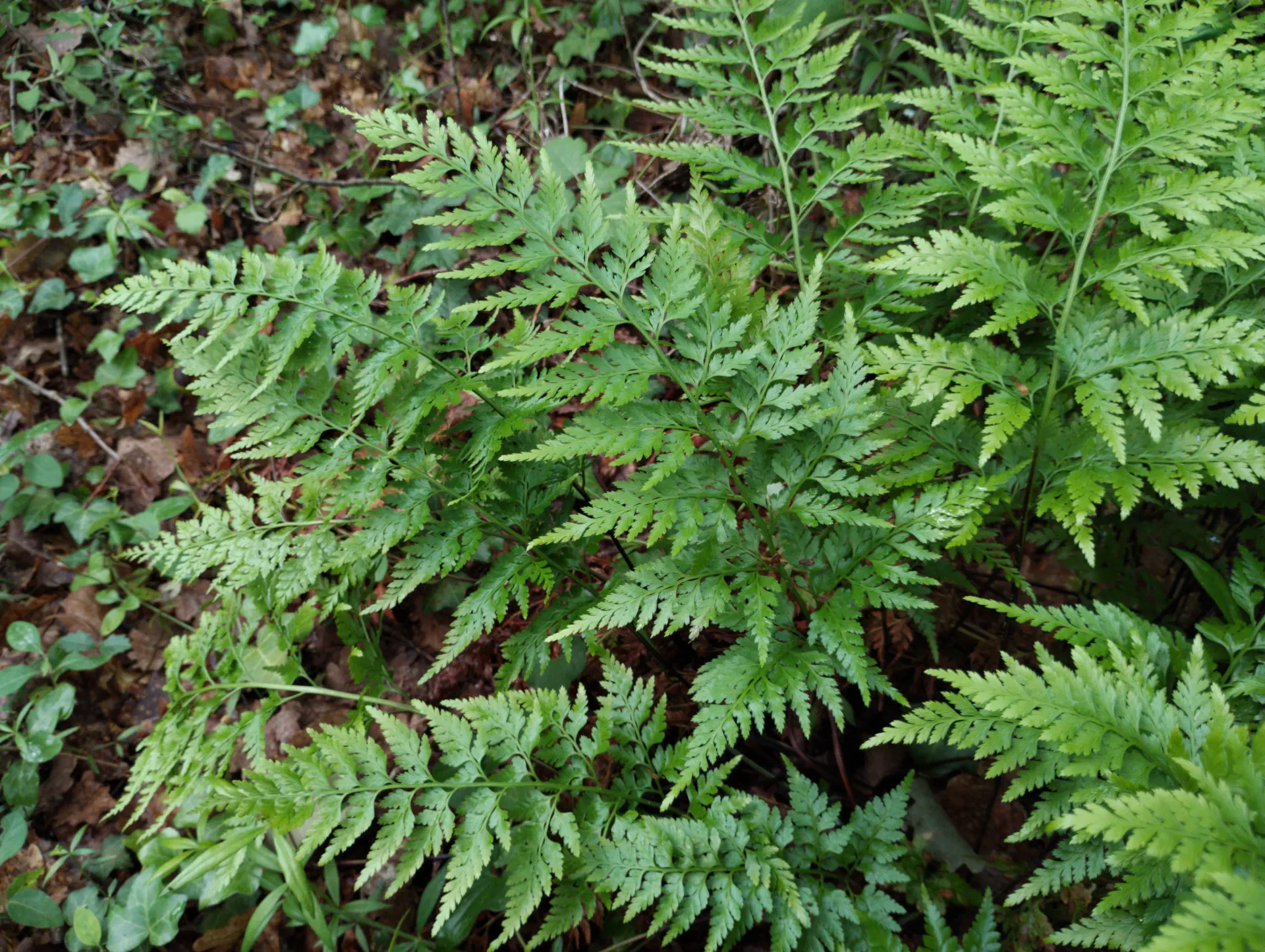 img/asplenium-ticinense-3.webp
