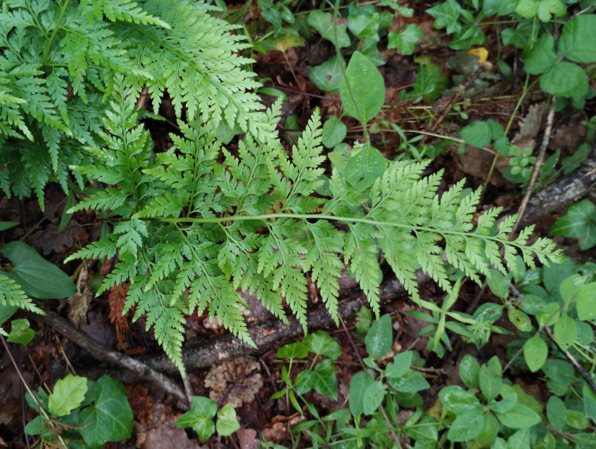 img/asplenium-ticinense-4.webp