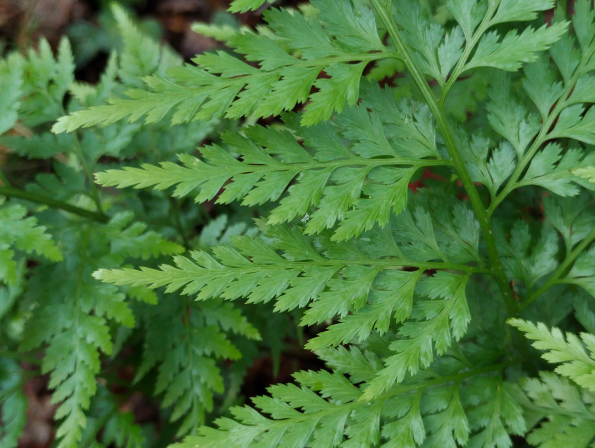 img/asplenium-ticinense-5.webp