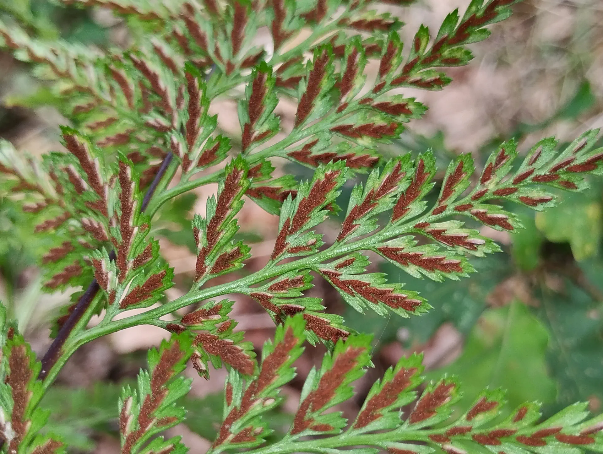 img/asplenium-ticinense-6.webp