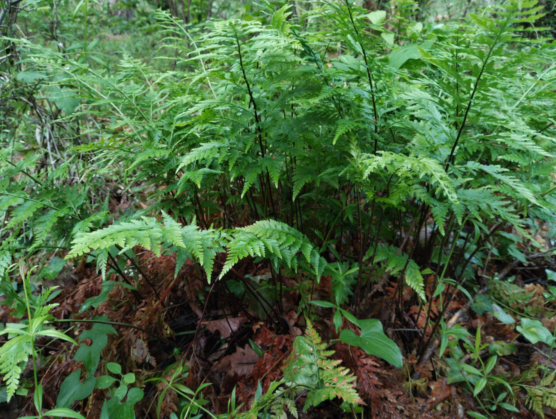 img/asplenium-ticinense-7.webp