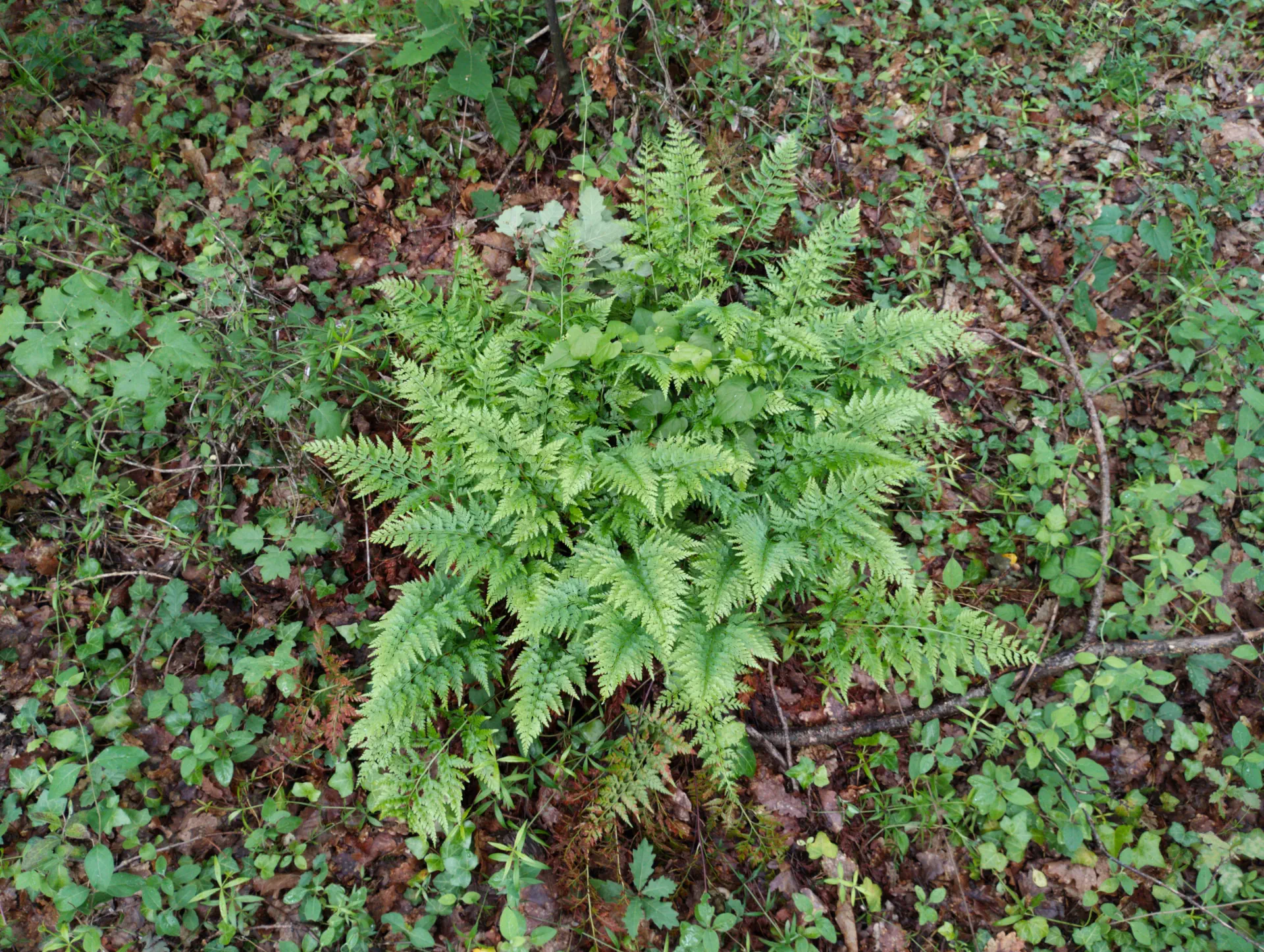 img/asplenium-ticinense.webp