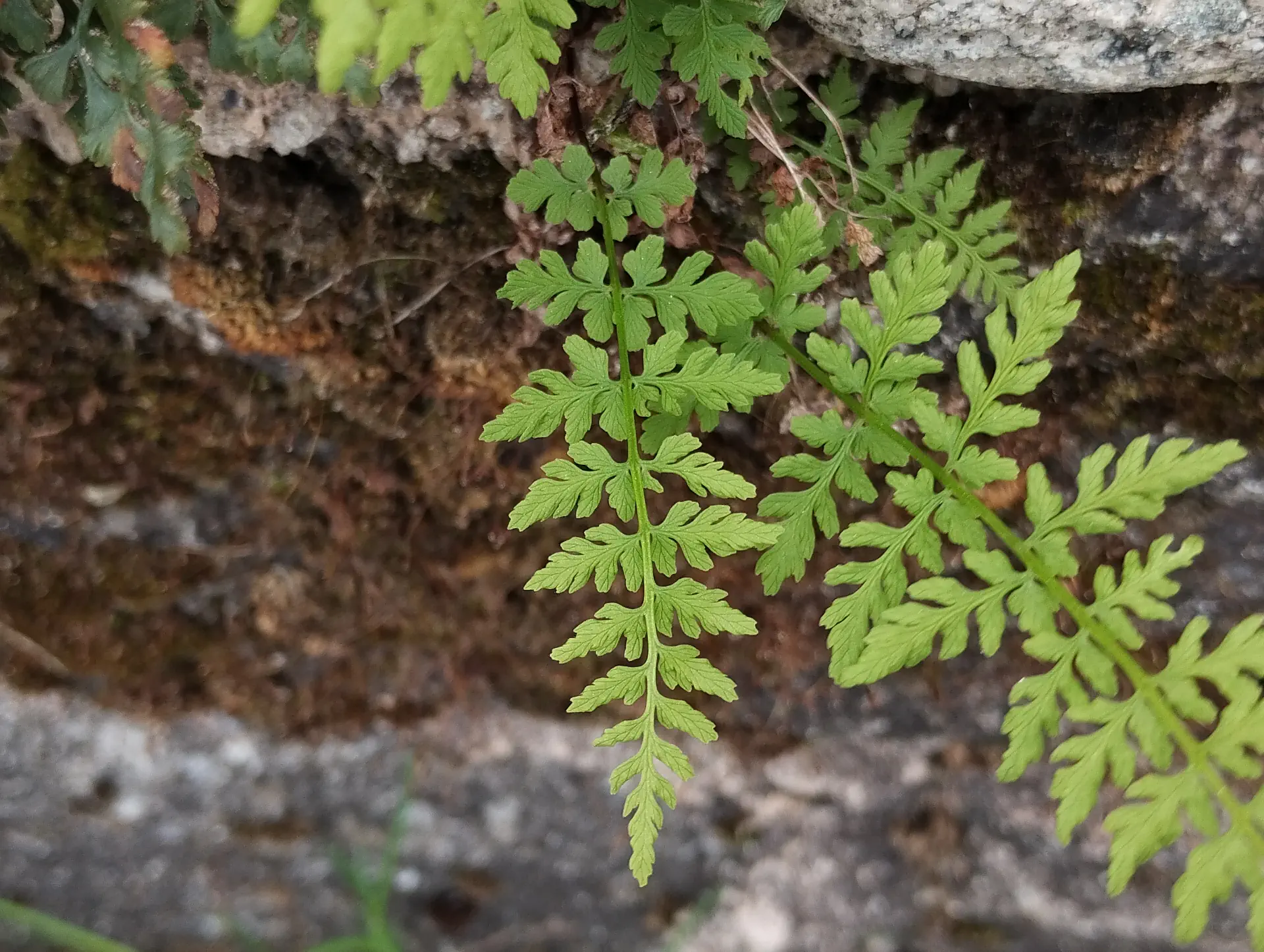 img/cystopteris-fragilis.webp