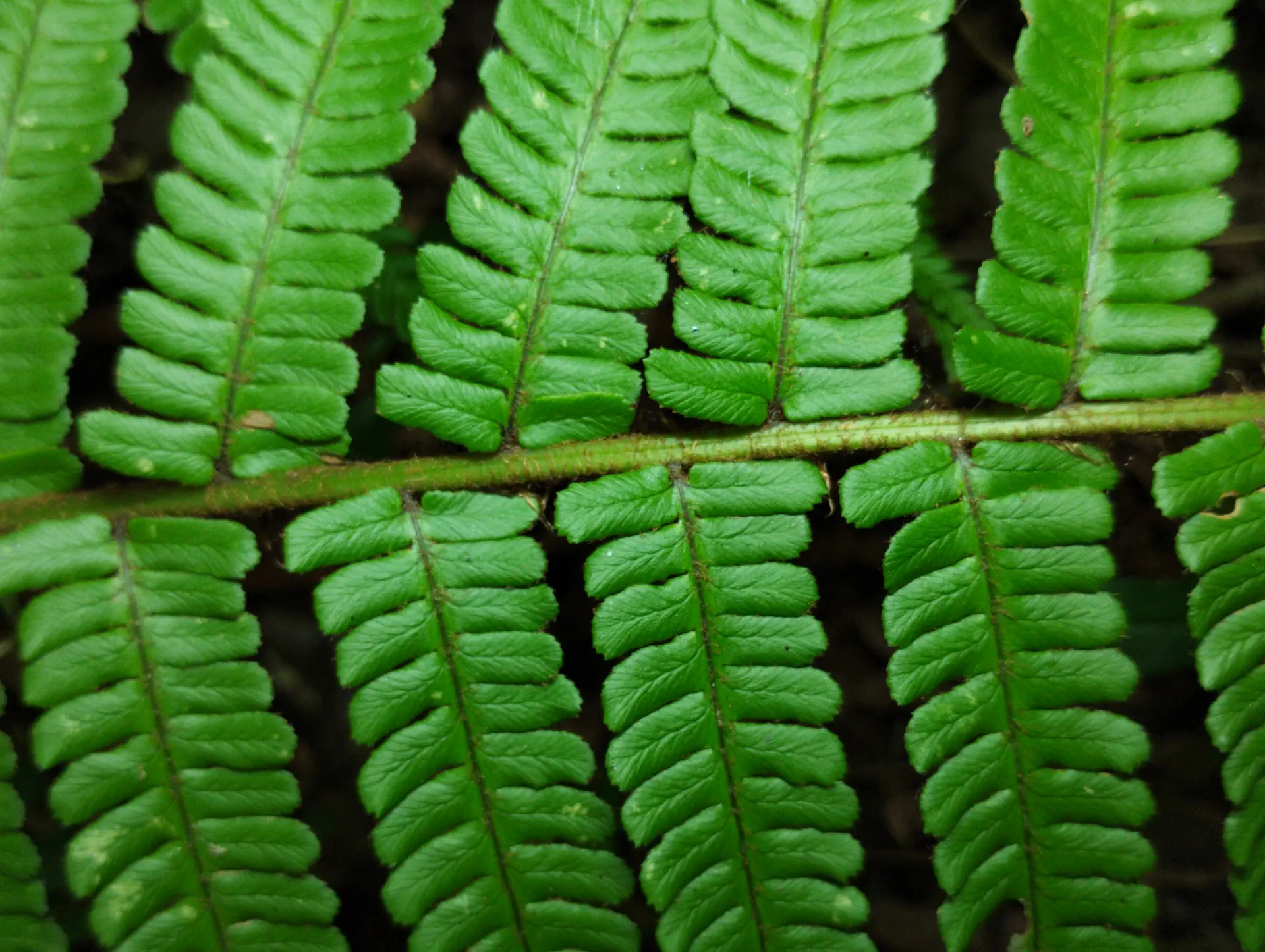 img/dryopteris-affinis-affinis-affinis-10.webp