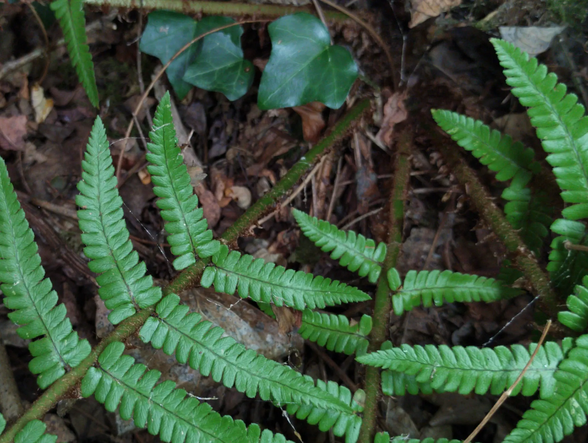 img/dryopteris-affinis-affinis-affinis-11.webp
