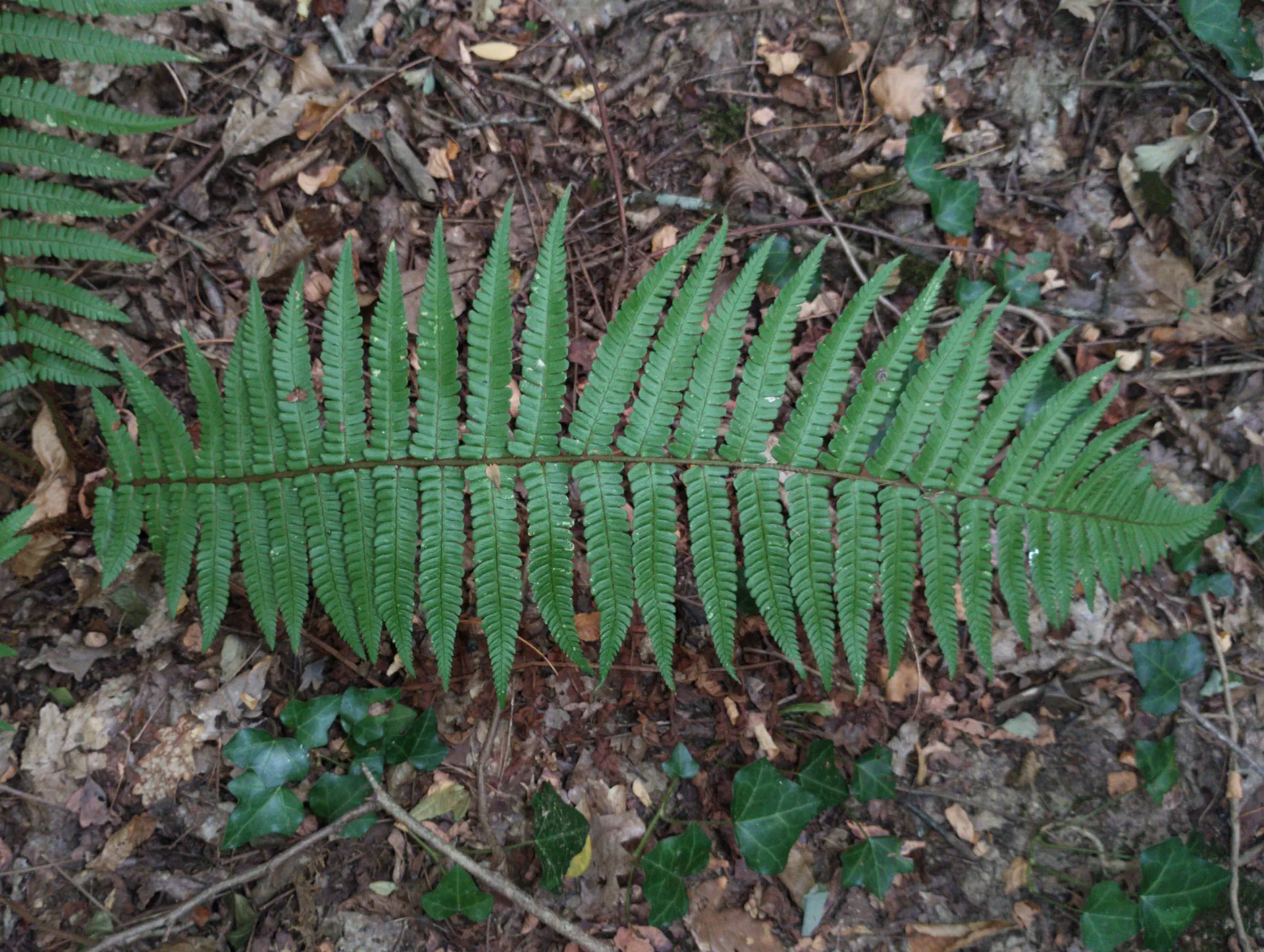 img/dryopteris-affinis-affinis-affinis-2.webp