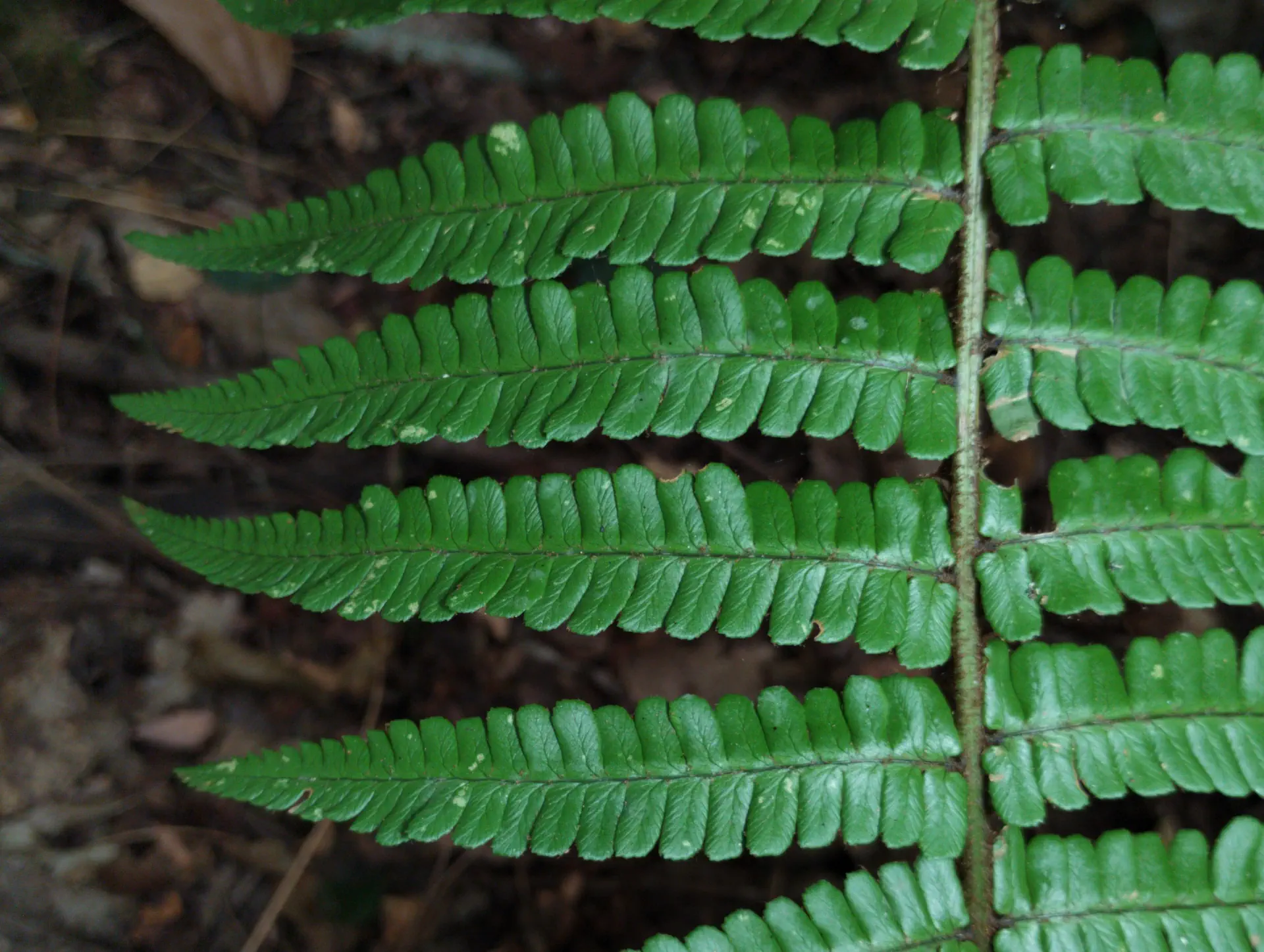 img/dryopteris-affinis-affinis-affinis-3.webp
