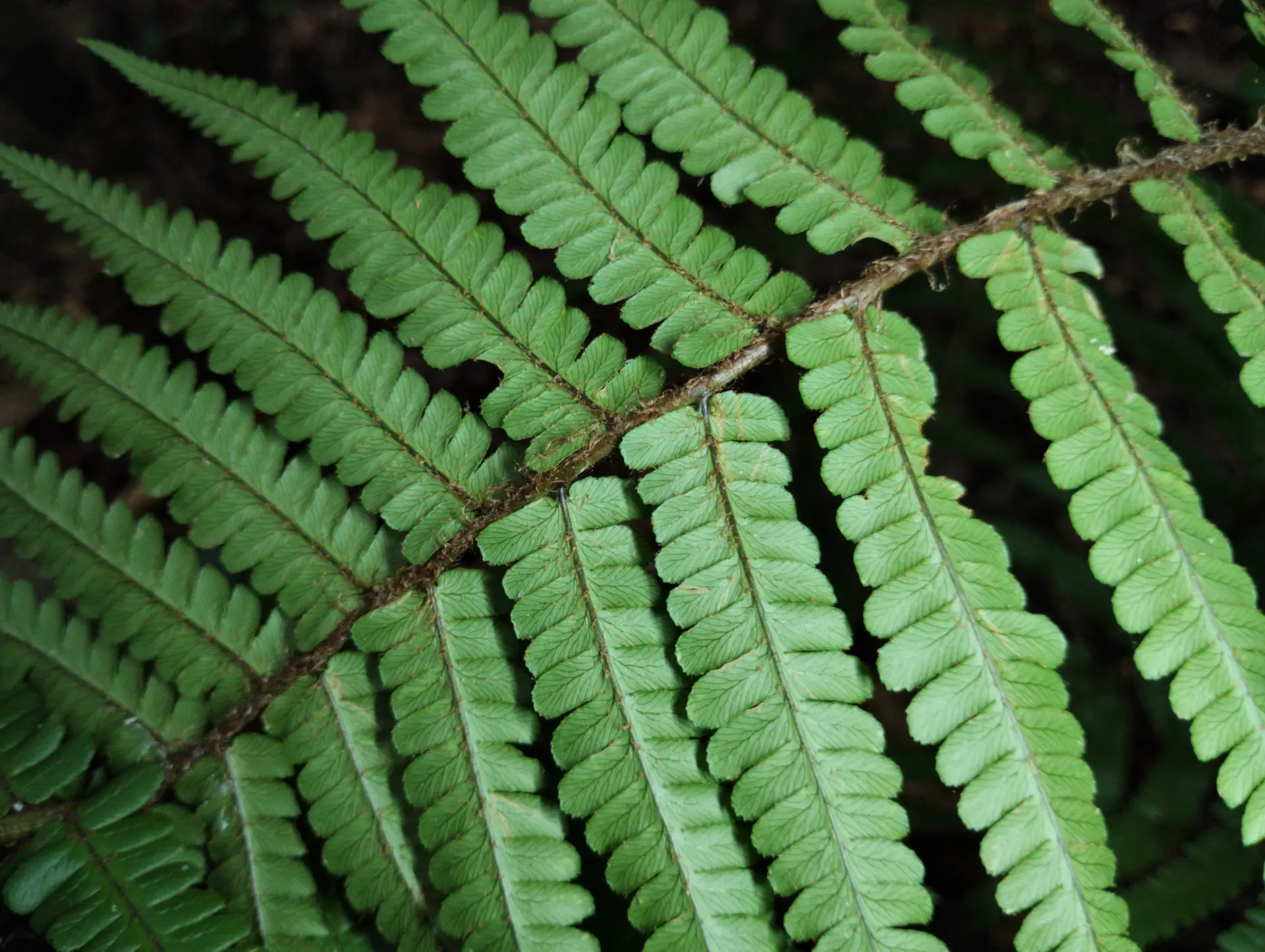 img/dryopteris-affinis-affinis-affinis-4.webp