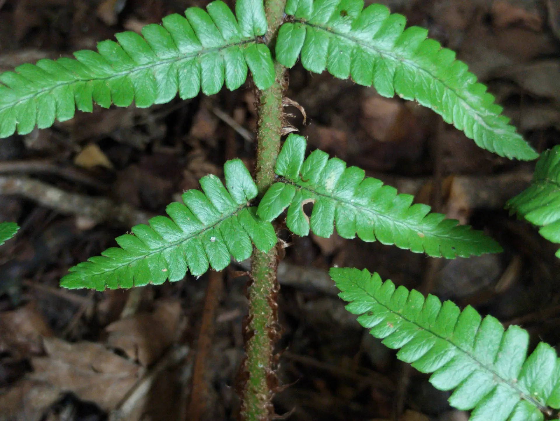 img/dryopteris-affinis-affinis-affinis-5.webp