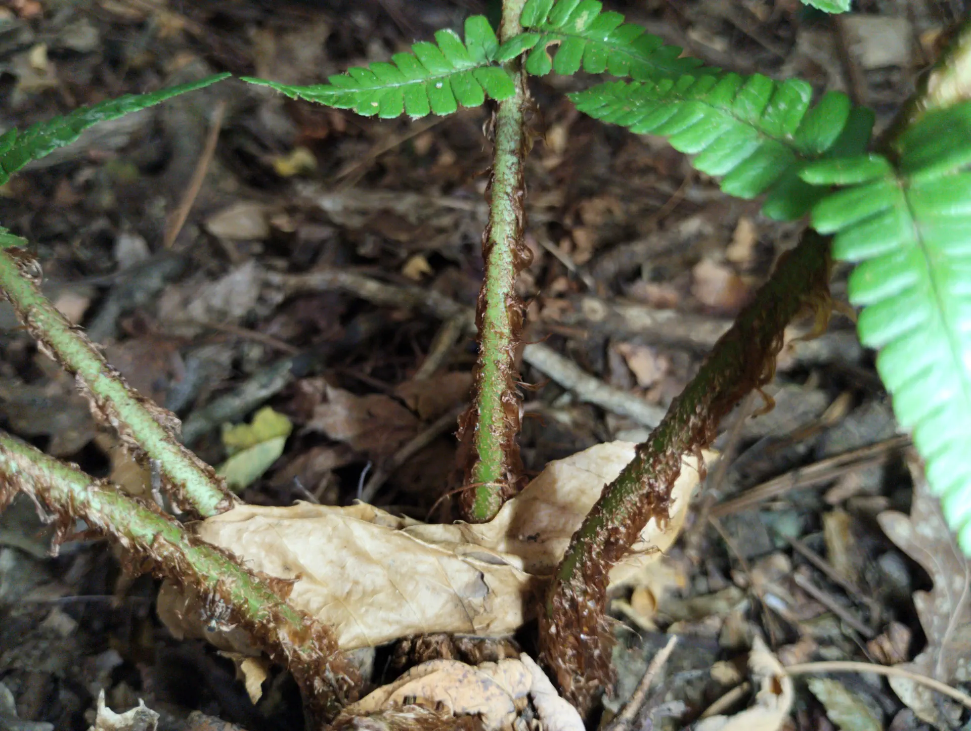 img/dryopteris-affinis-affinis-affinis-6.webp