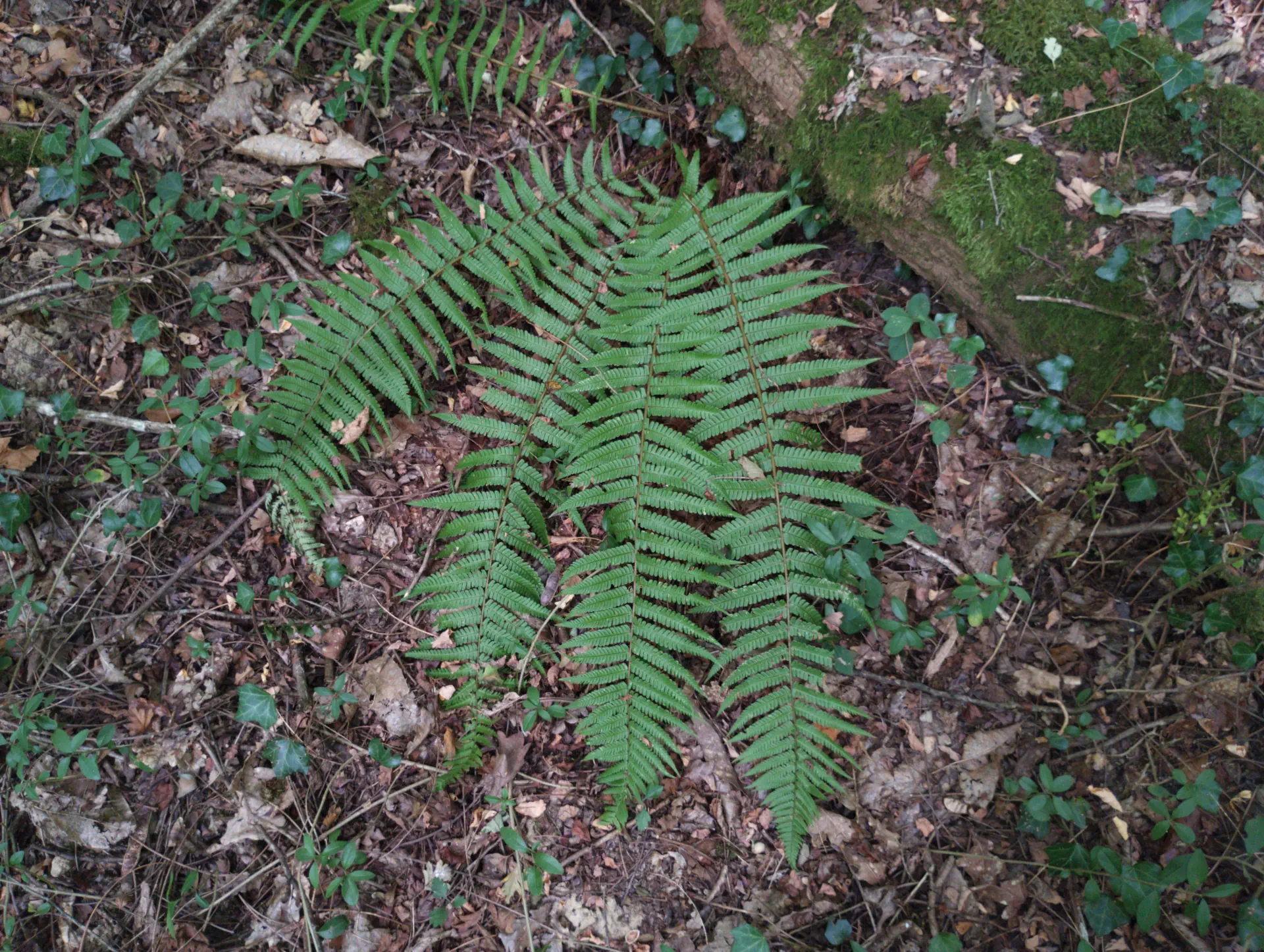 img/dryopteris-affinis-affinis-affinis-7.webp
