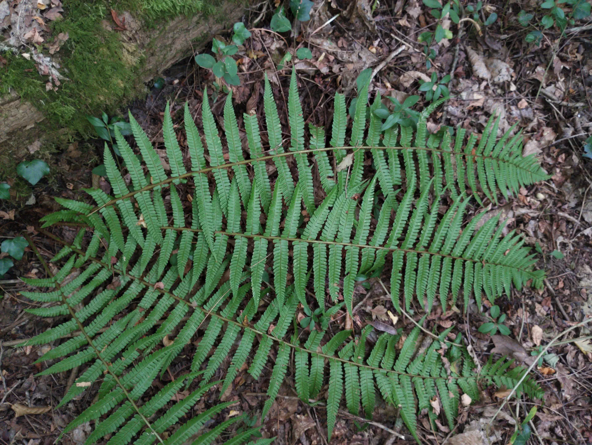 img/dryopteris-affinis-affinis-affinis-8.webp