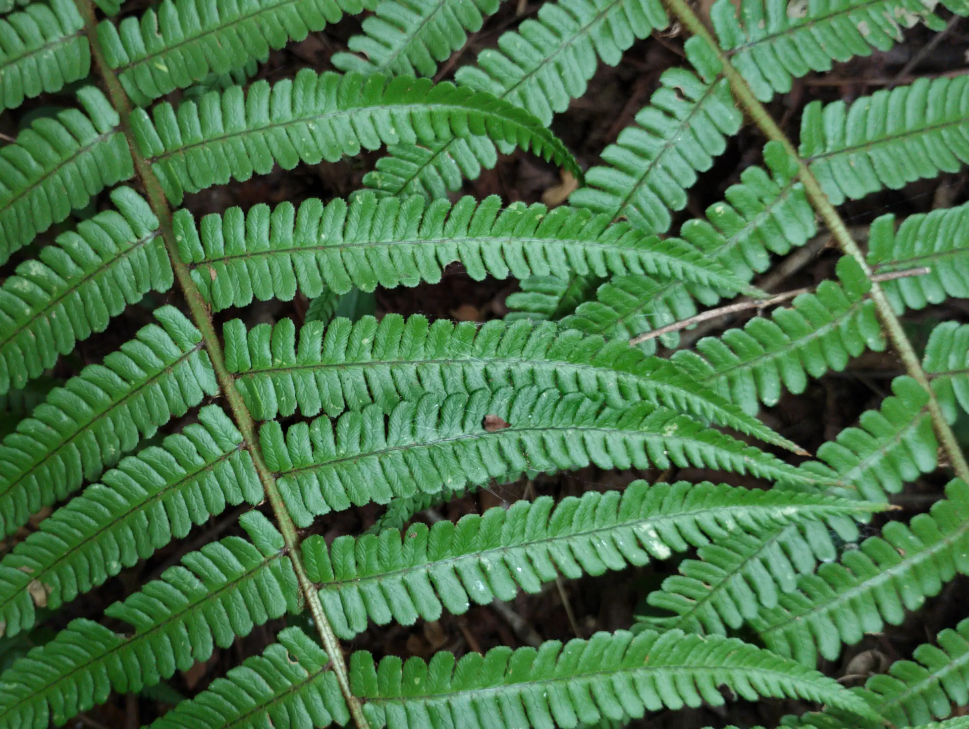 img/dryopteris-affinis-affinis-affinis-9.webp
