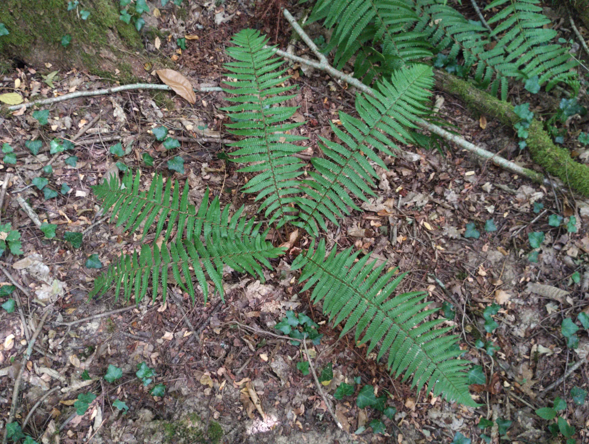 img/dryopteris-affinis-affinis-affinis.webp