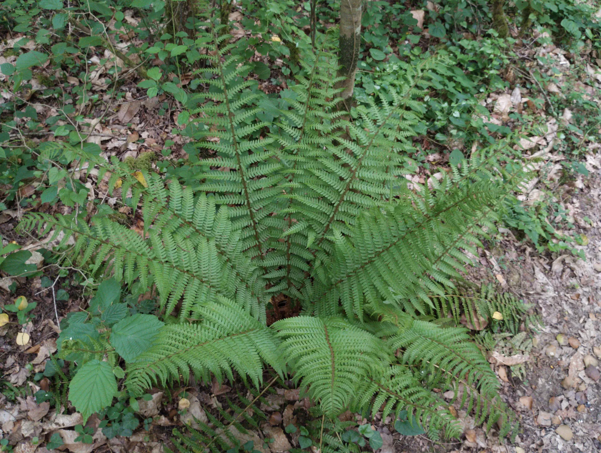 img/dryopteris-affinis-affinis-disjuncta-10.webp