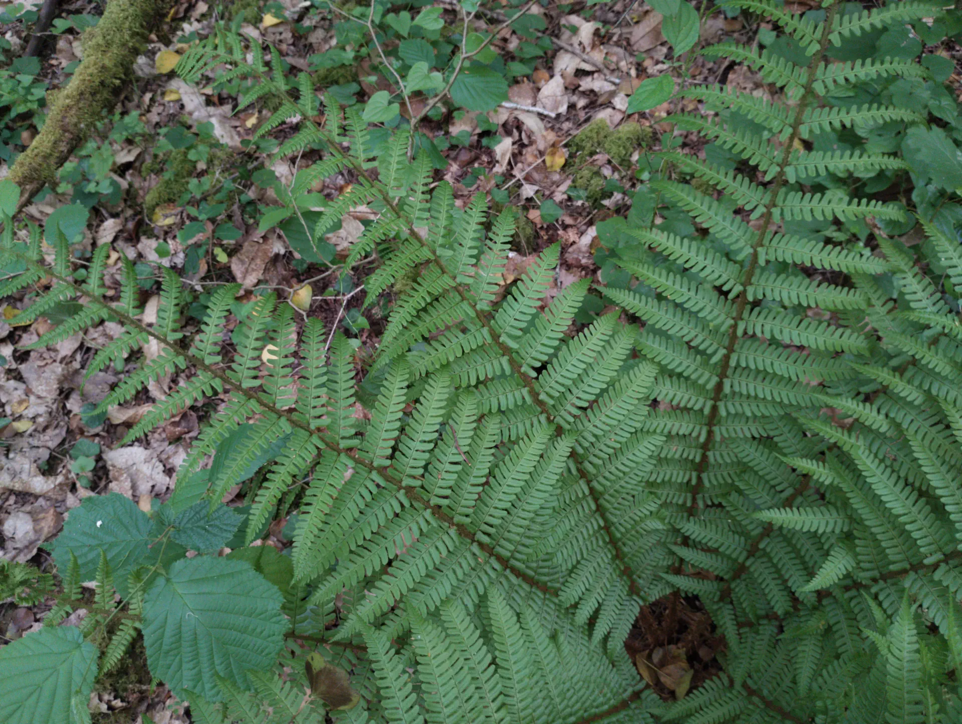 img/dryopteris-affinis-affinis-disjuncta-11.webp