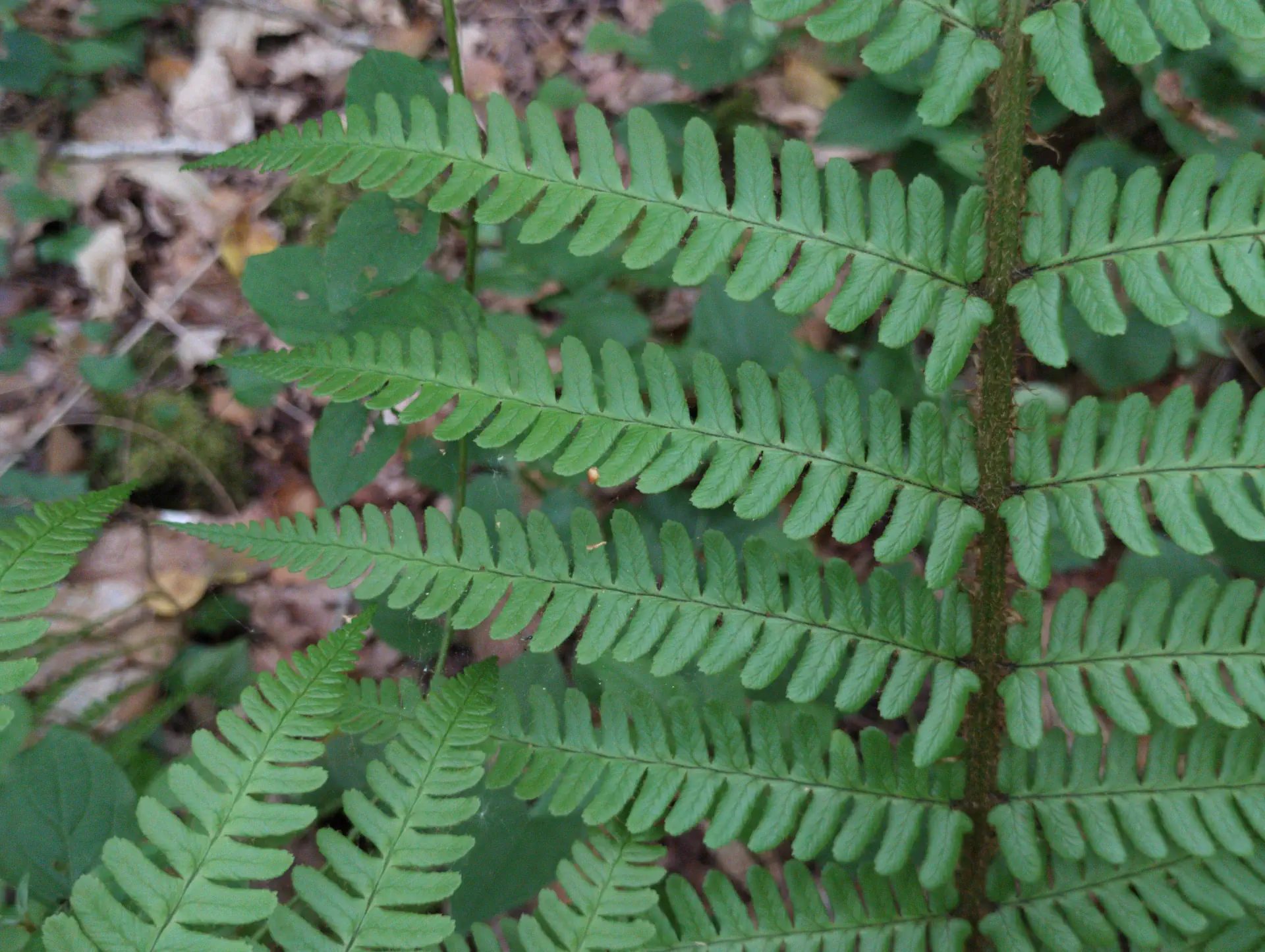 img/dryopteris-affinis-affinis-disjuncta-12.webp