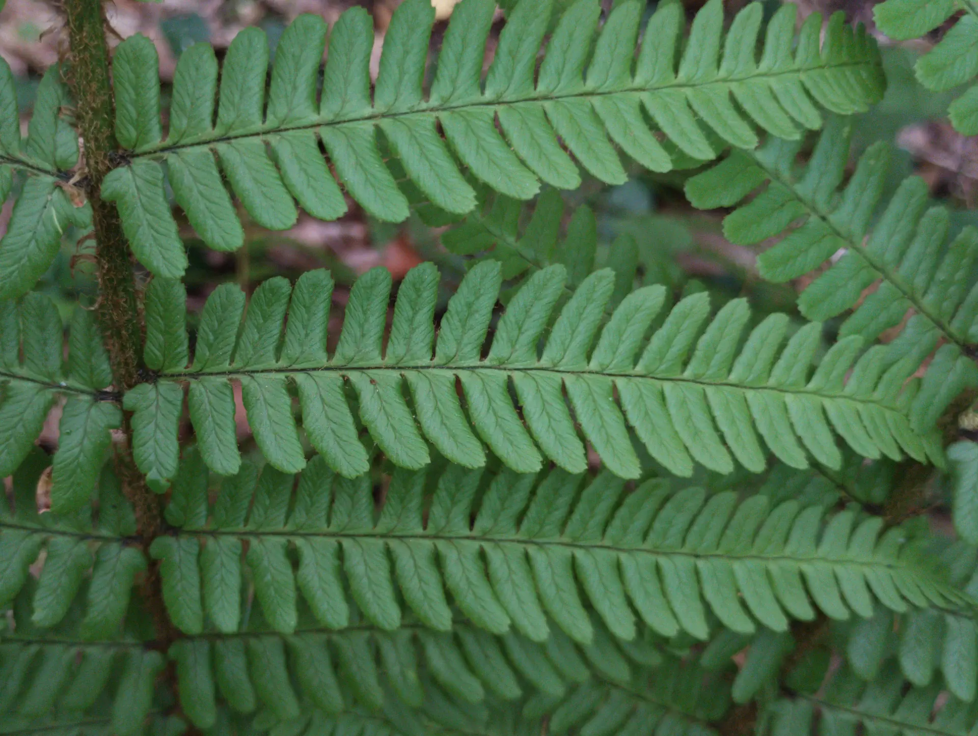 img/dryopteris-affinis-affinis-disjuncta-13.webp