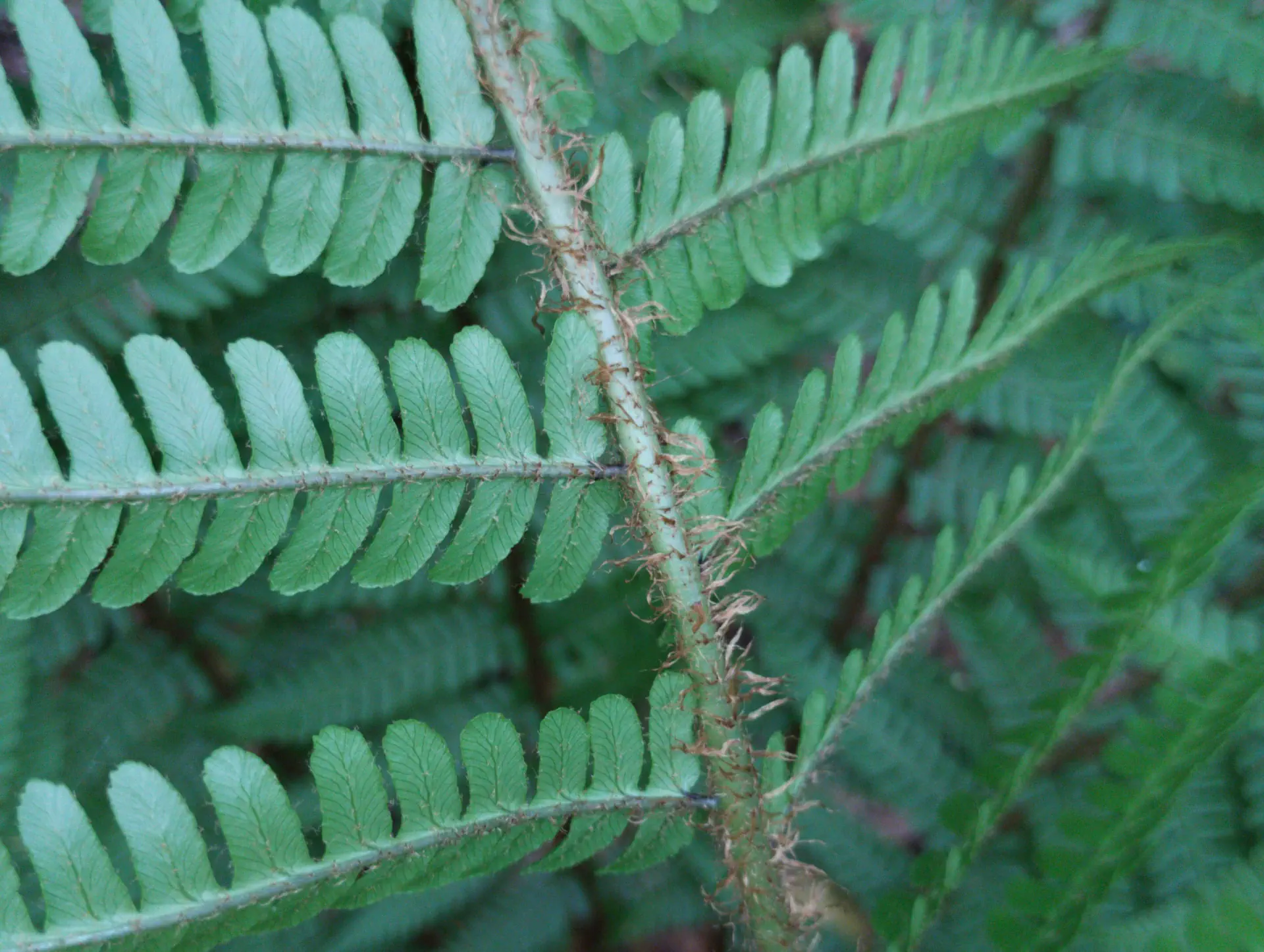 img/dryopteris-affinis-affinis-disjuncta-14.webp