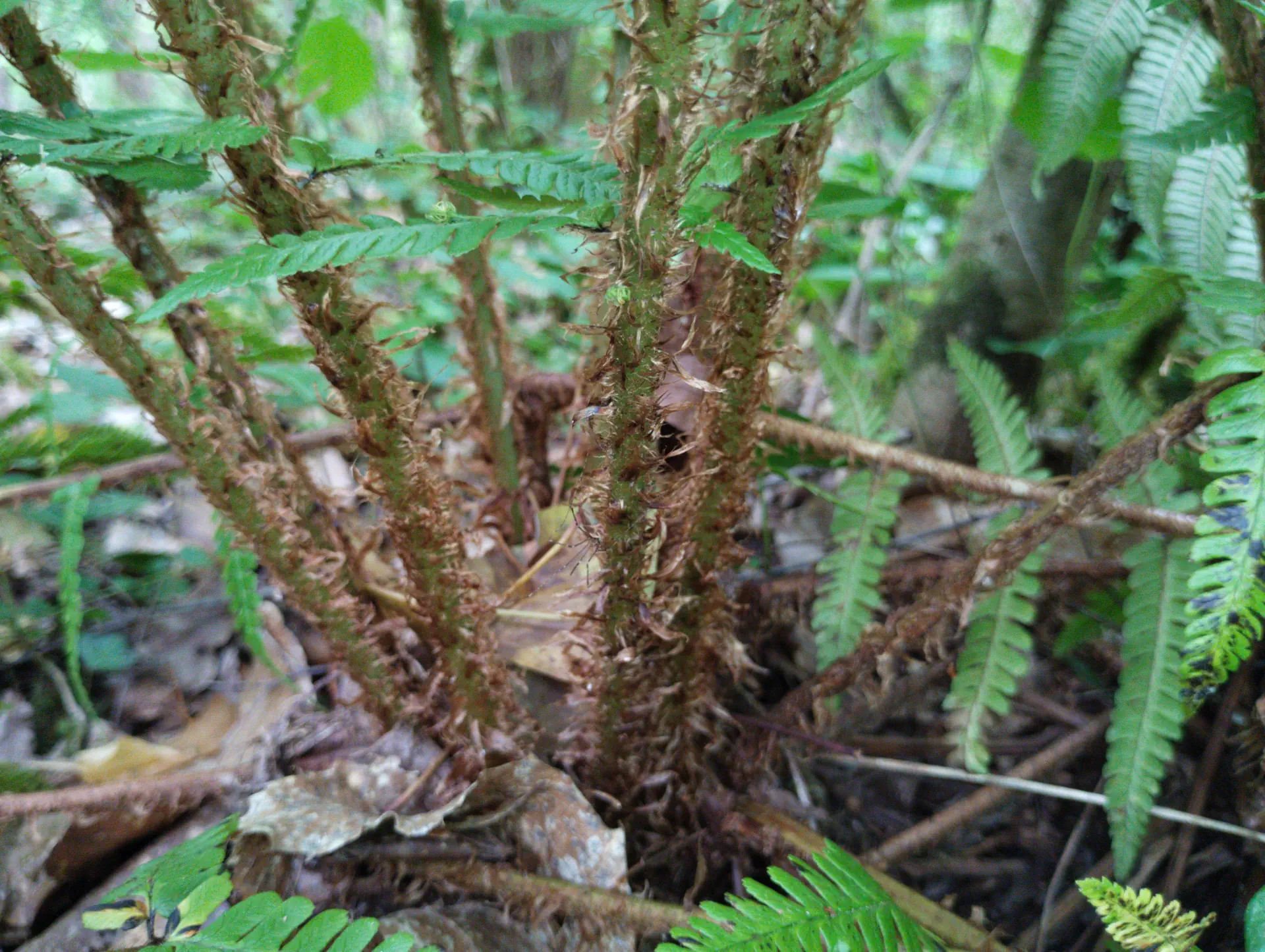 img/dryopteris-affinis-affinis-disjuncta-15.webp