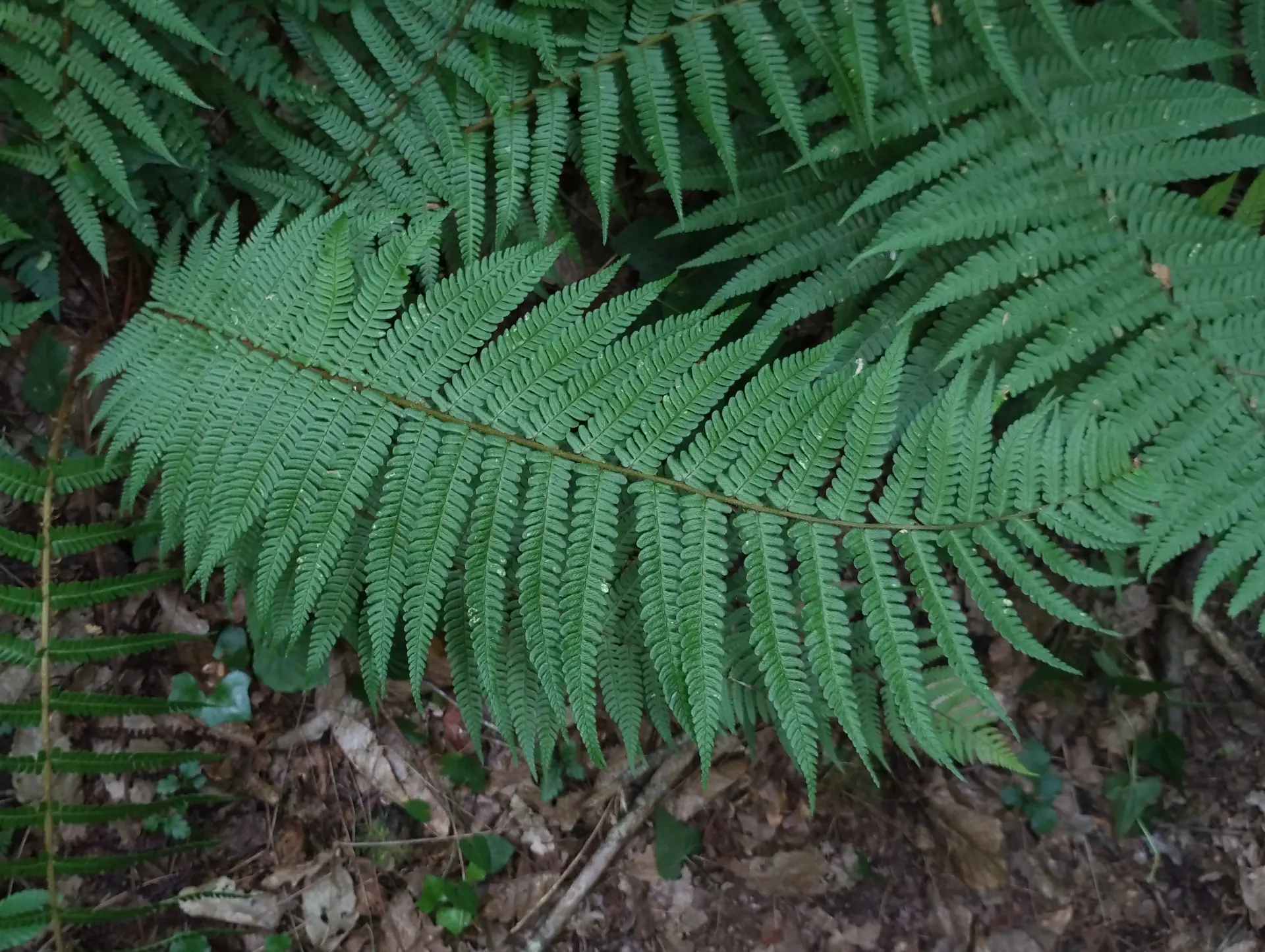 img/dryopteris-affinis-affinis-disjuncta-2.webp