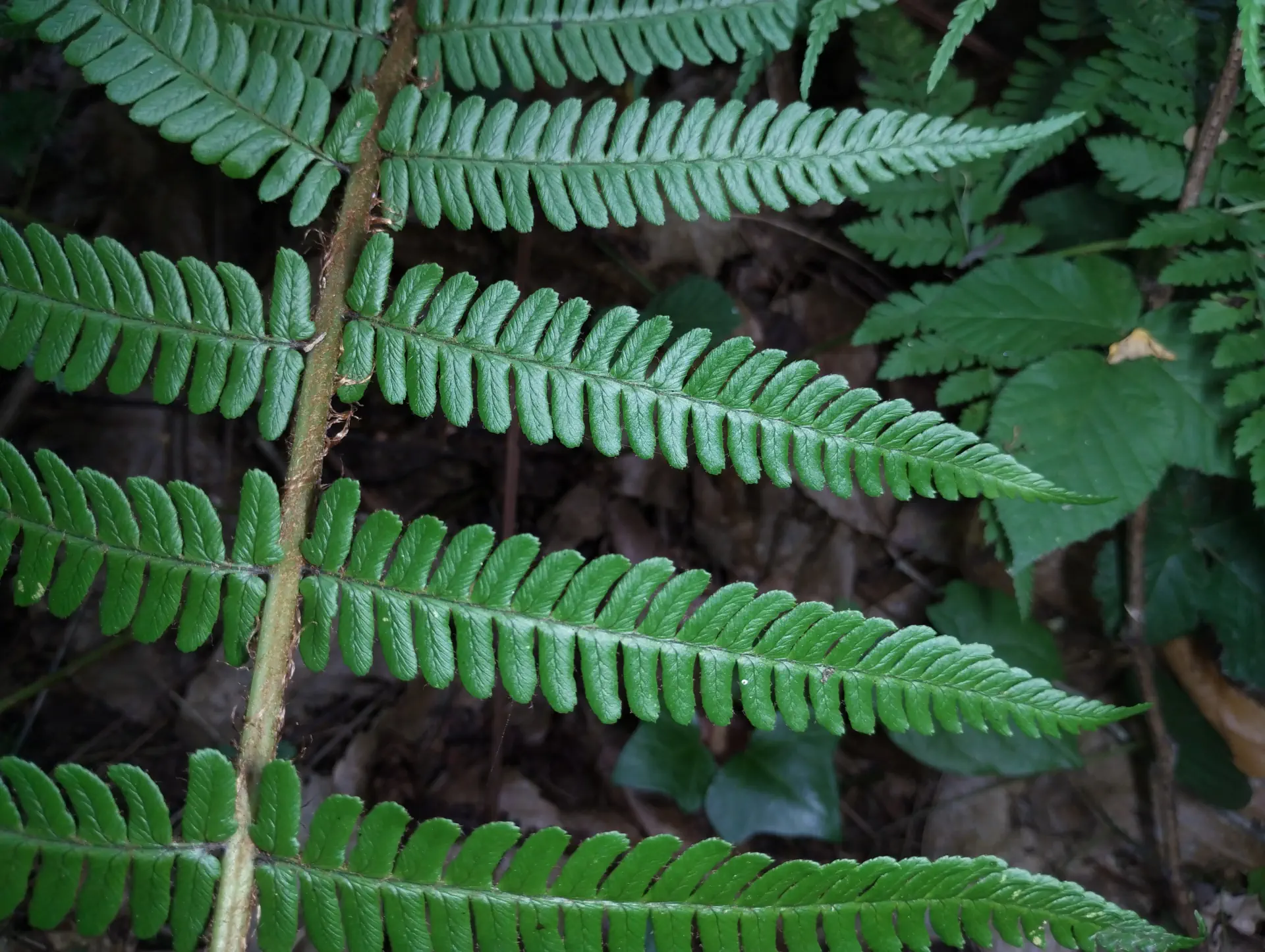 img/dryopteris-affinis-affinis-disjuncta-3.webp
