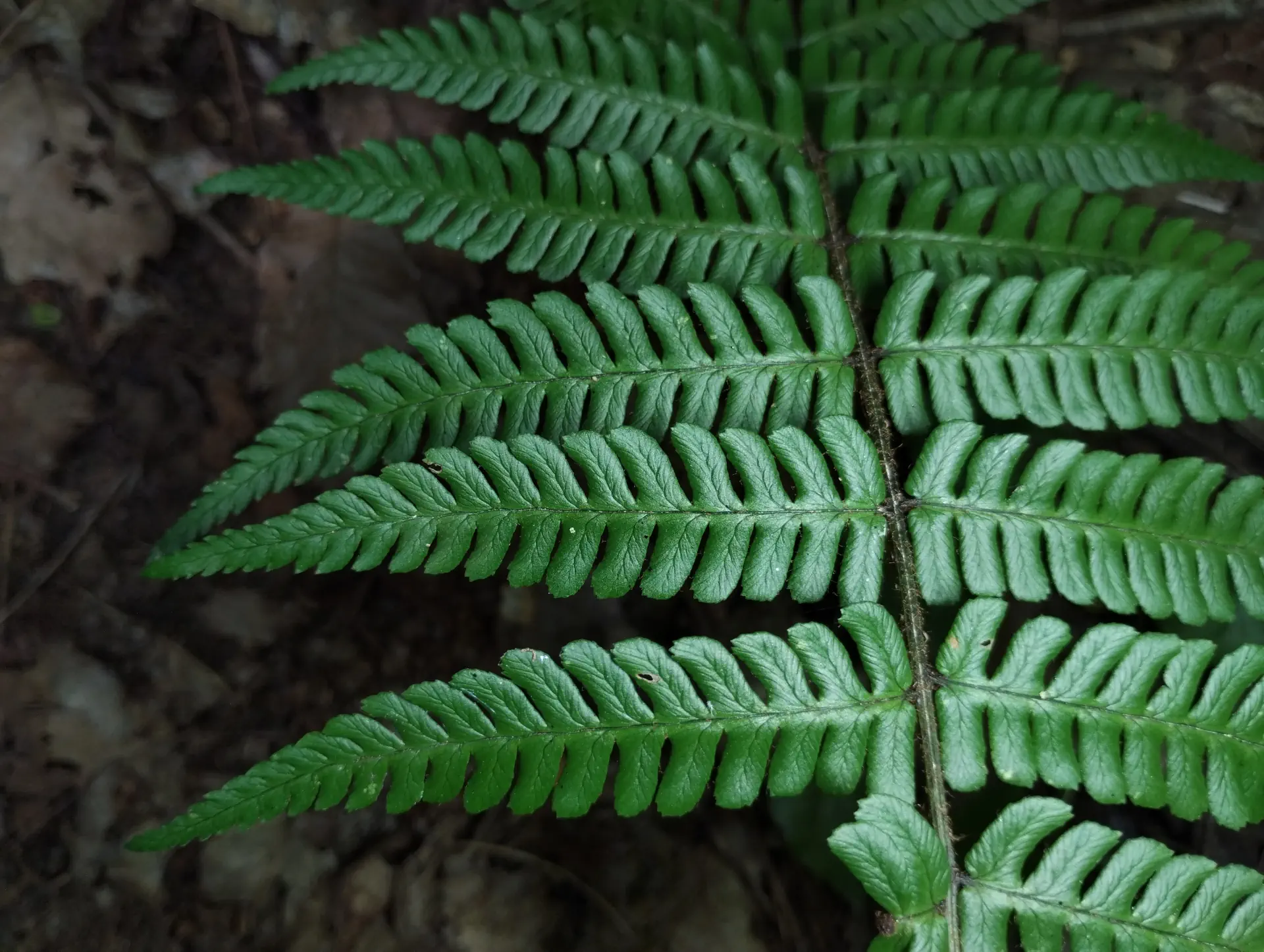 img/dryopteris-affinis-affinis-disjuncta-4.webp
