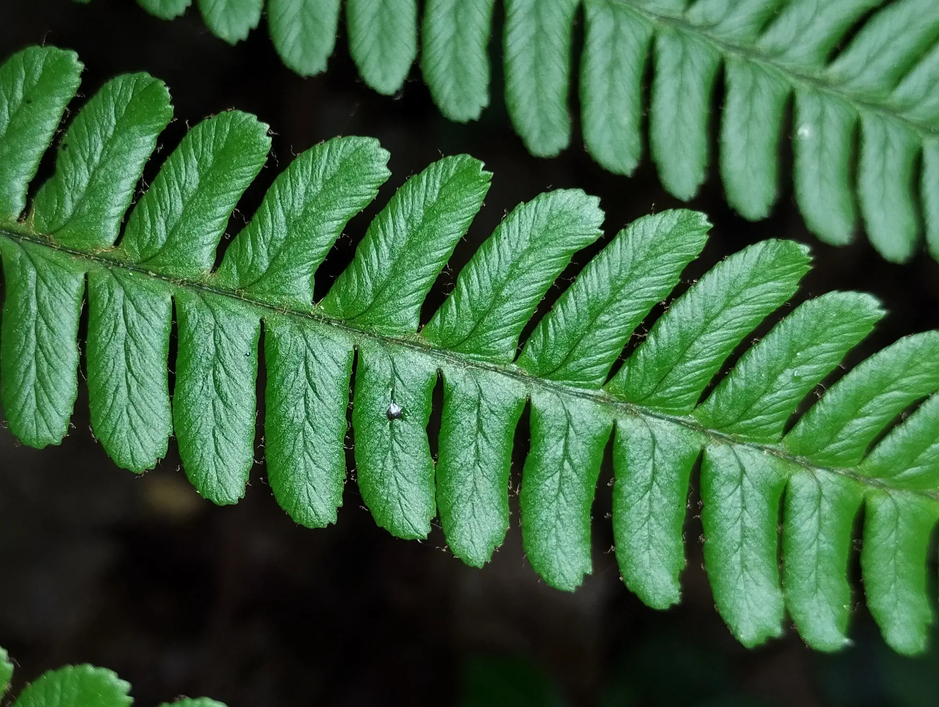 img/dryopteris-affinis-affinis-disjuncta-5.webp