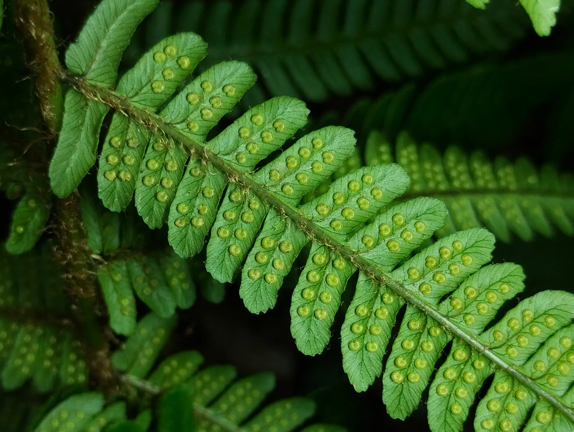 img/dryopteris-affinis-affinis-disjuncta-6.webp