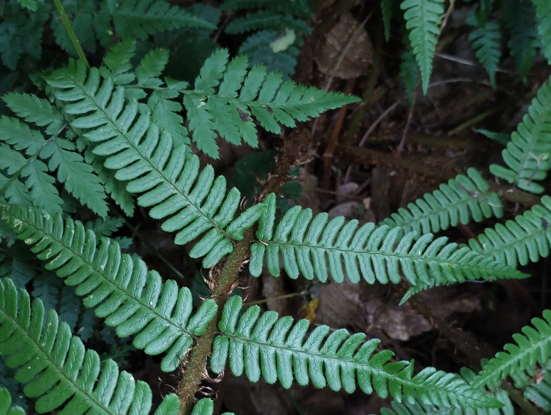 img/dryopteris-affinis-affinis-disjuncta-7.webp