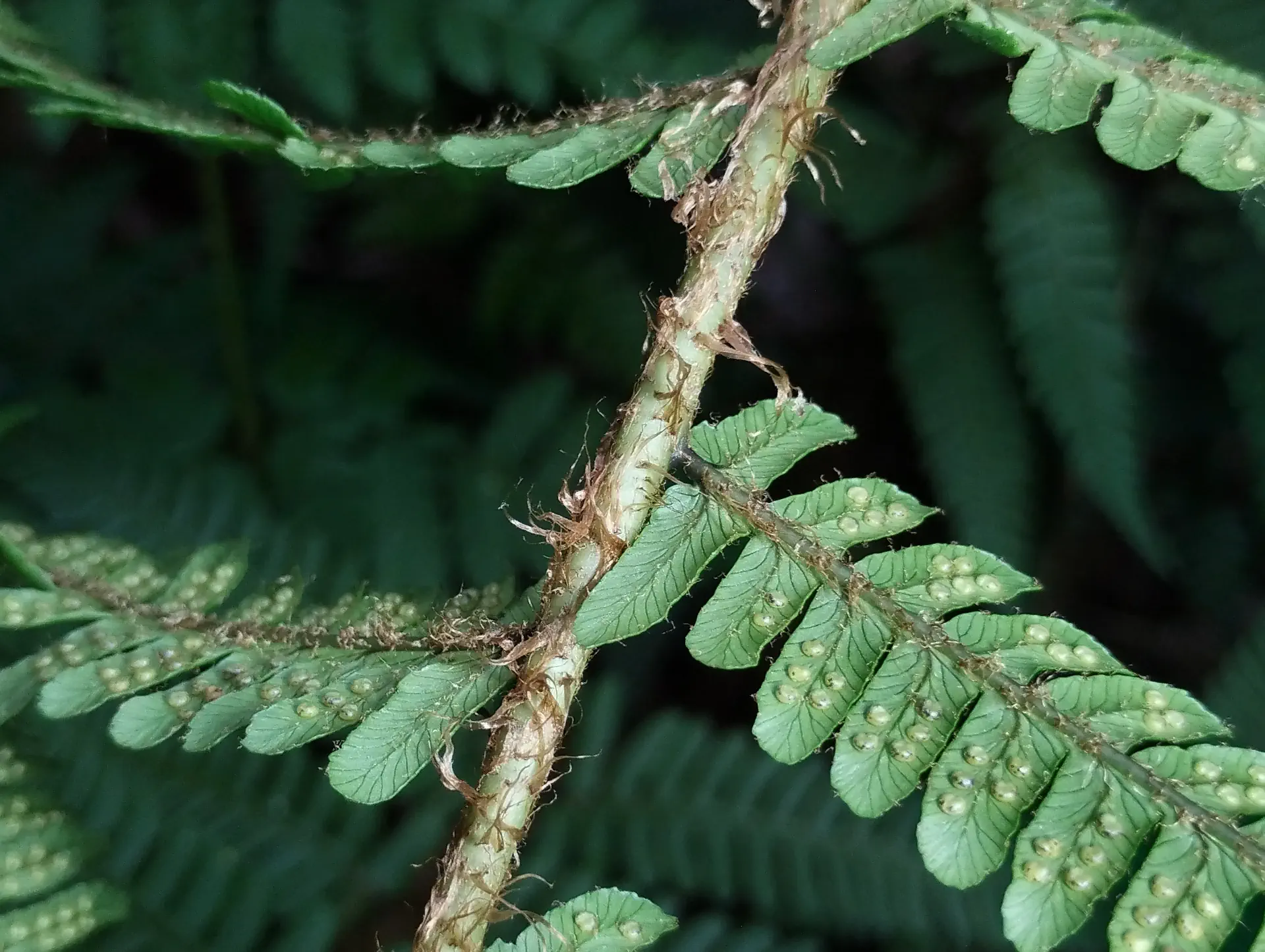 img/dryopteris-affinis-affinis-disjuncta-8.webp