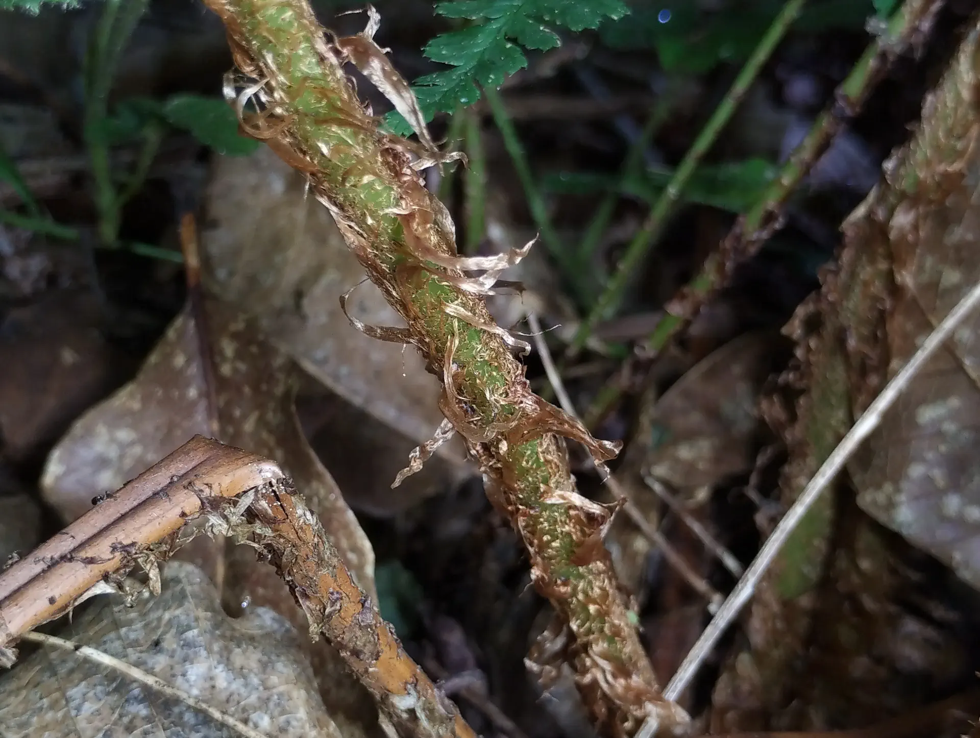 img/dryopteris-affinis-affinis-disjuncta-9.webp