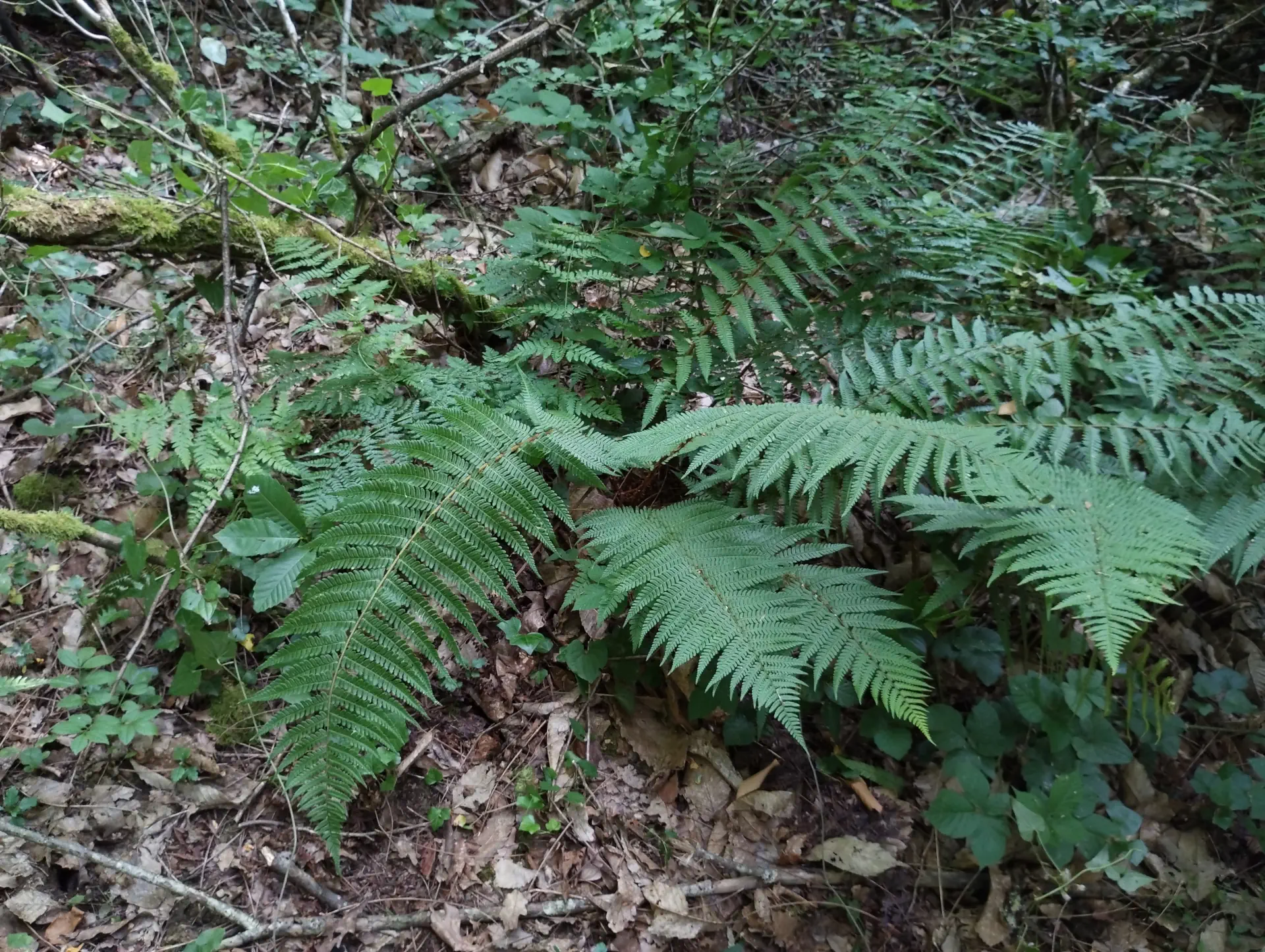img/dryopteris-affinis-affinis-disjuncta.webp