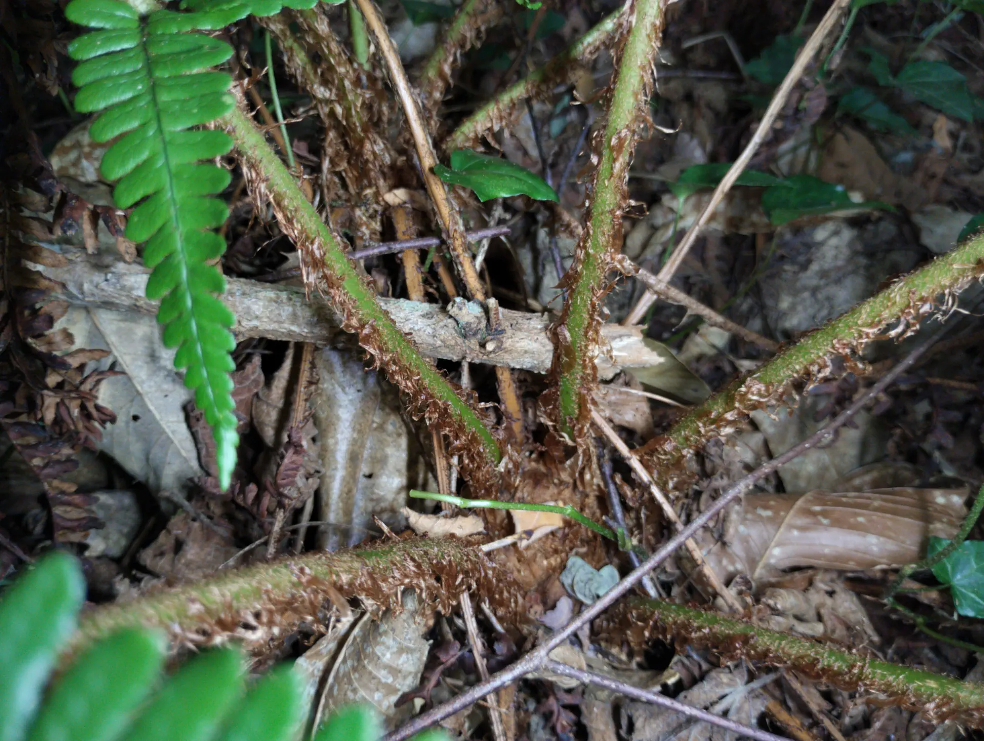 img/dryopteris-affinis-affinis-splendens-10.webp