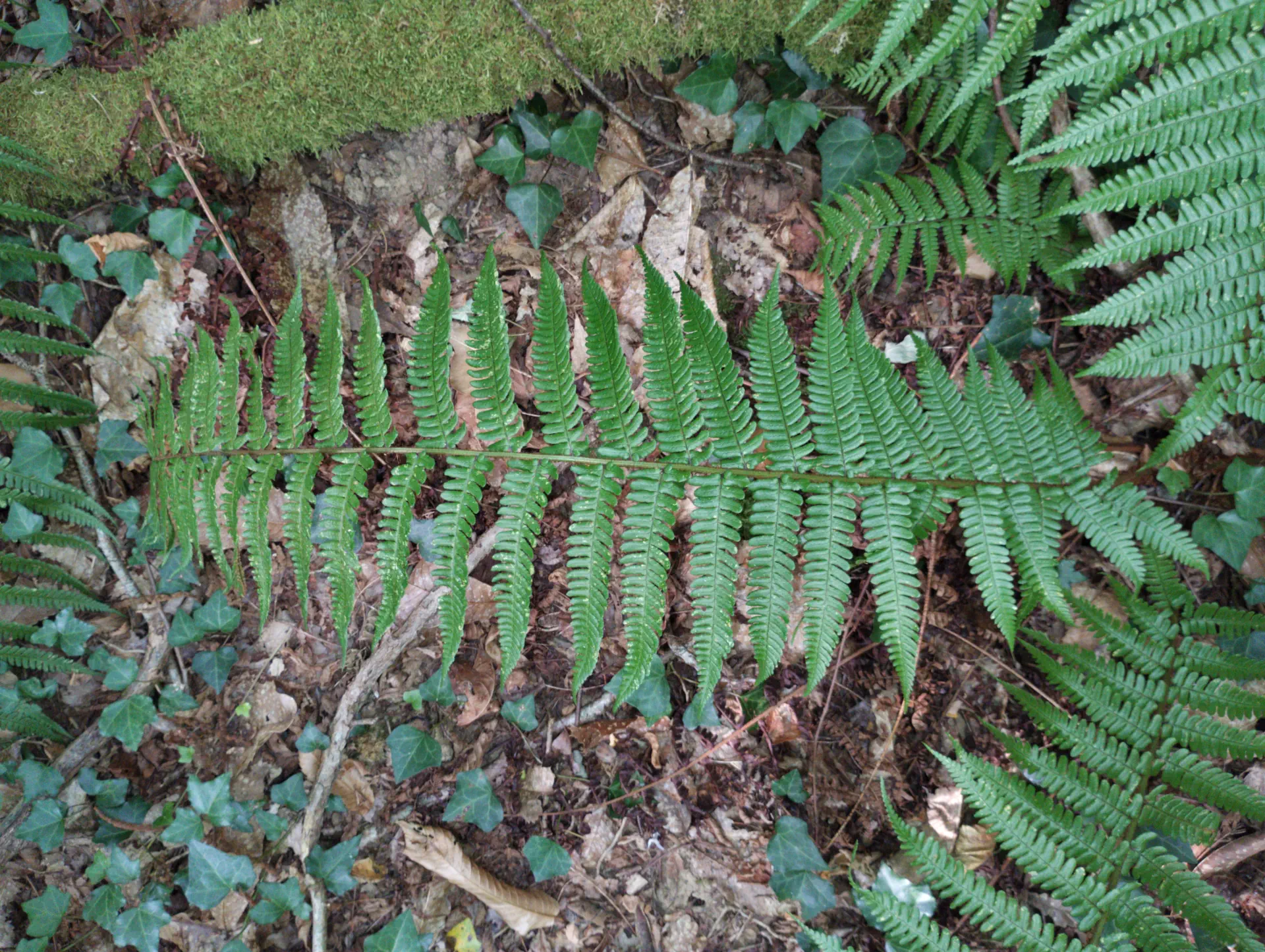 img/dryopteris-affinis-affinis-splendens-2.webp